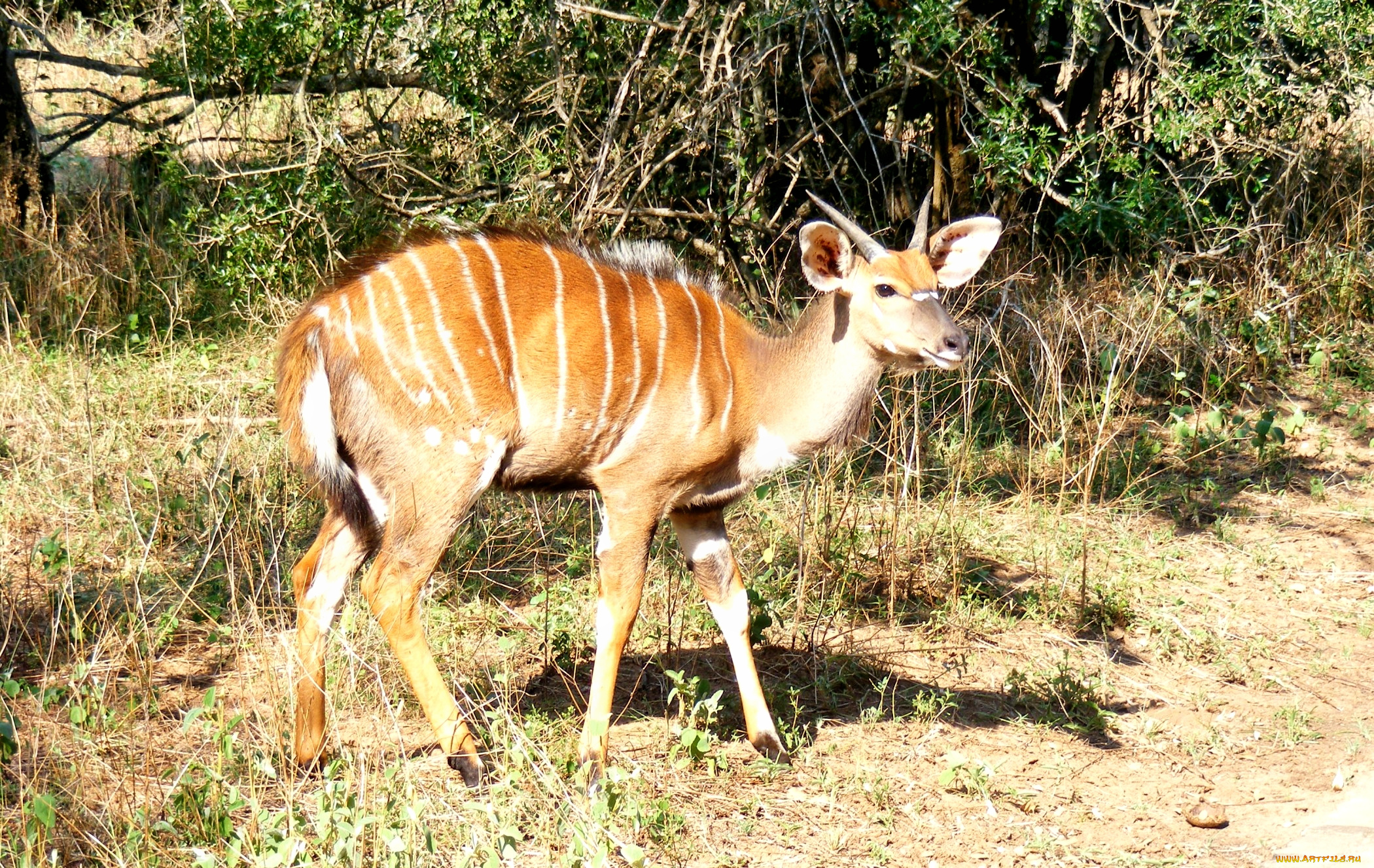 животные, антилопы, деревья, антилопа, трава