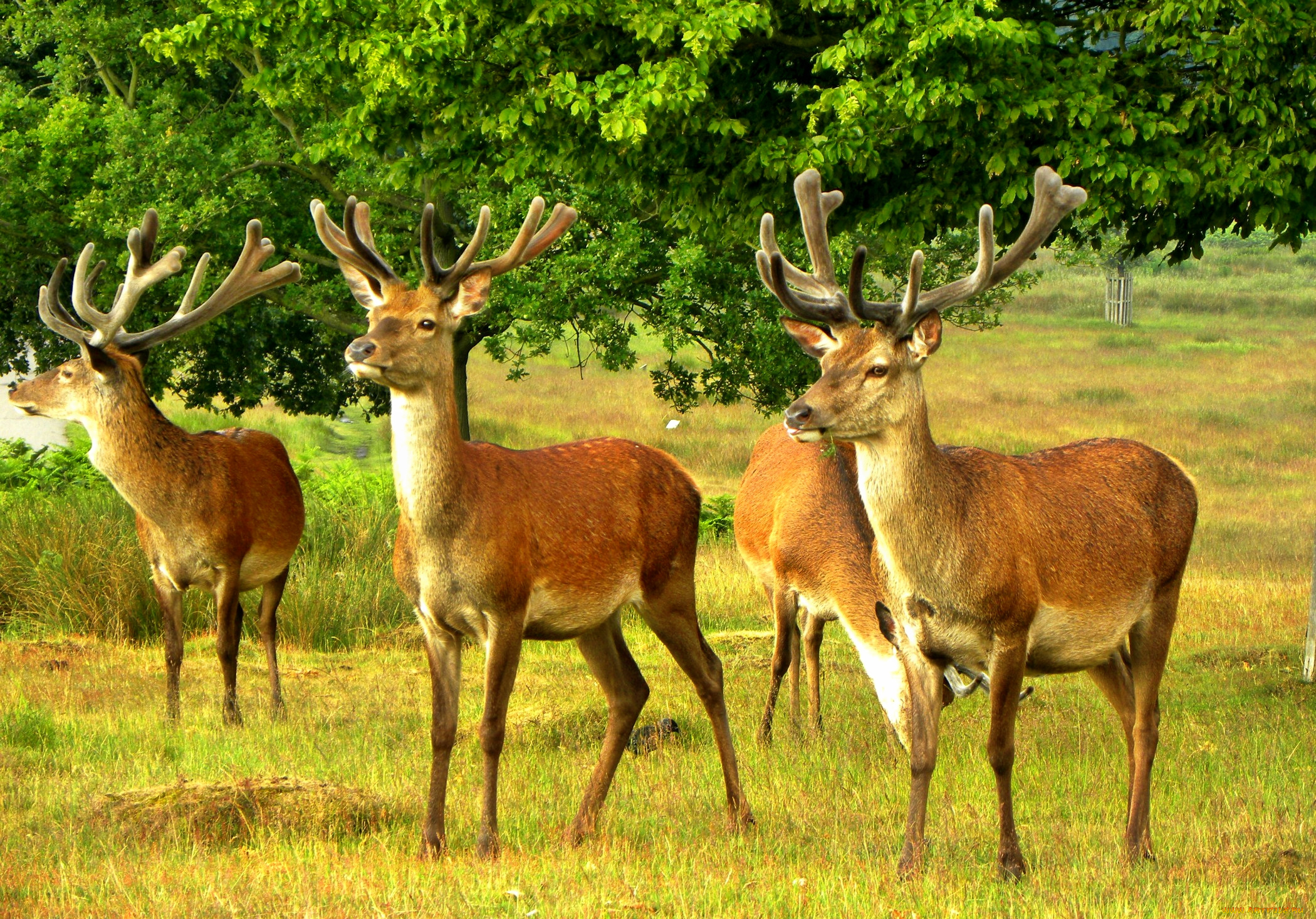животные, олени, трава, поляна, лес