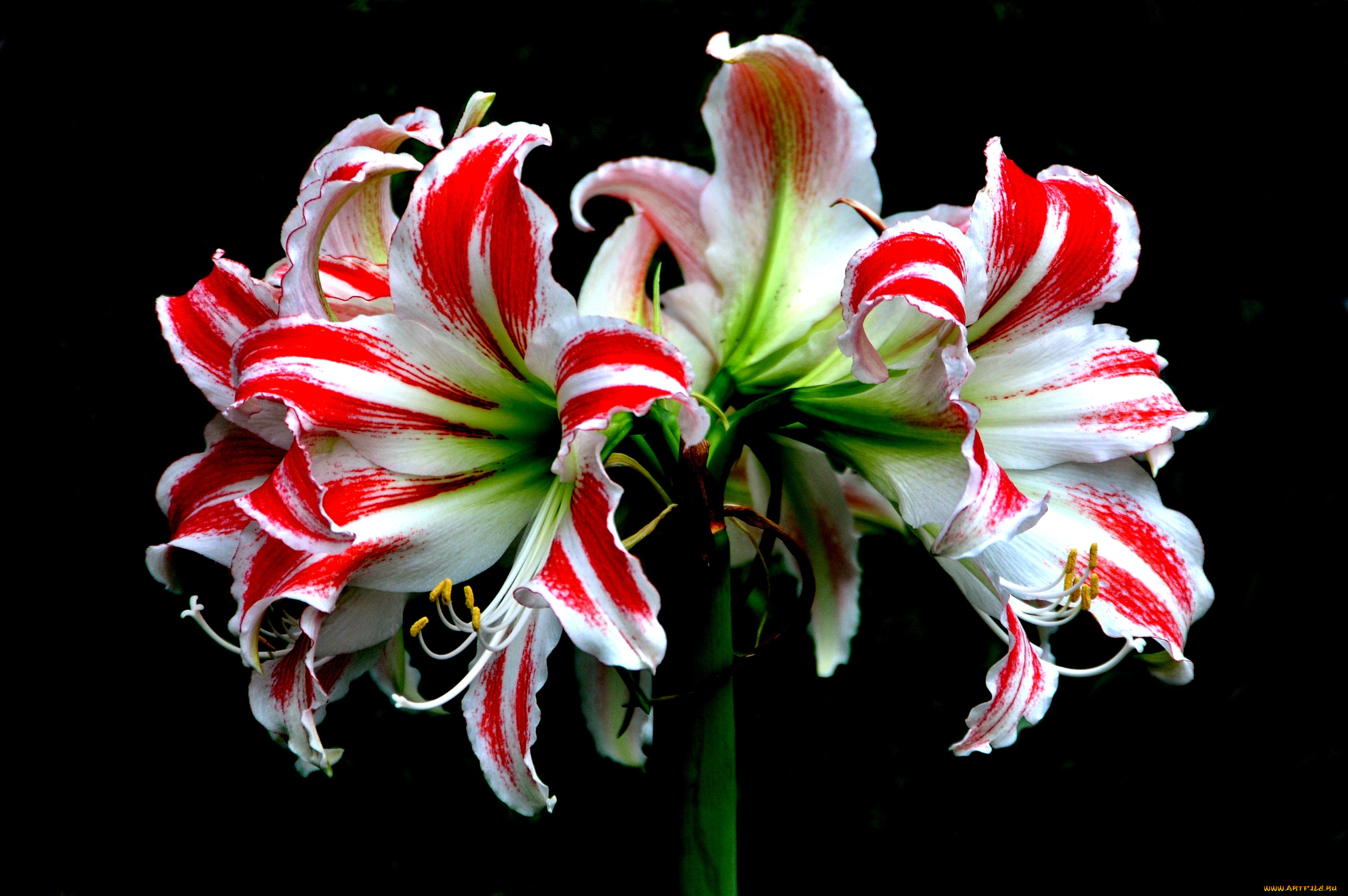 цветы, амариллисы, гиппеаструмы, пестрый