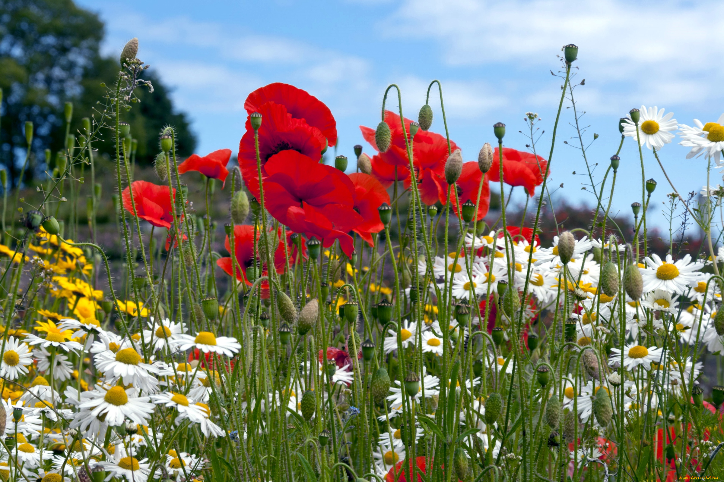 цветы, луговые, полевые, маки, ромашки