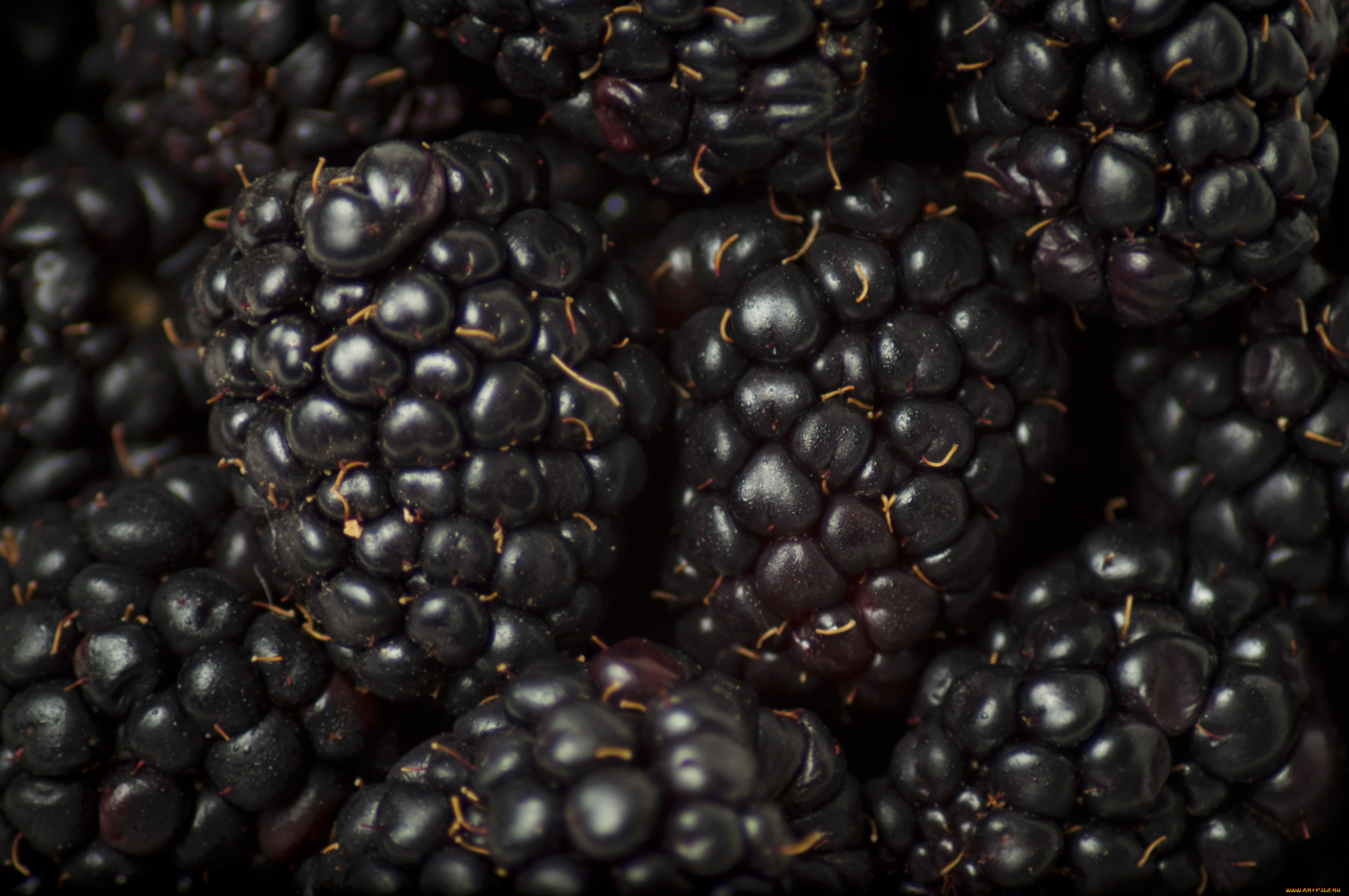 еда, ежевика