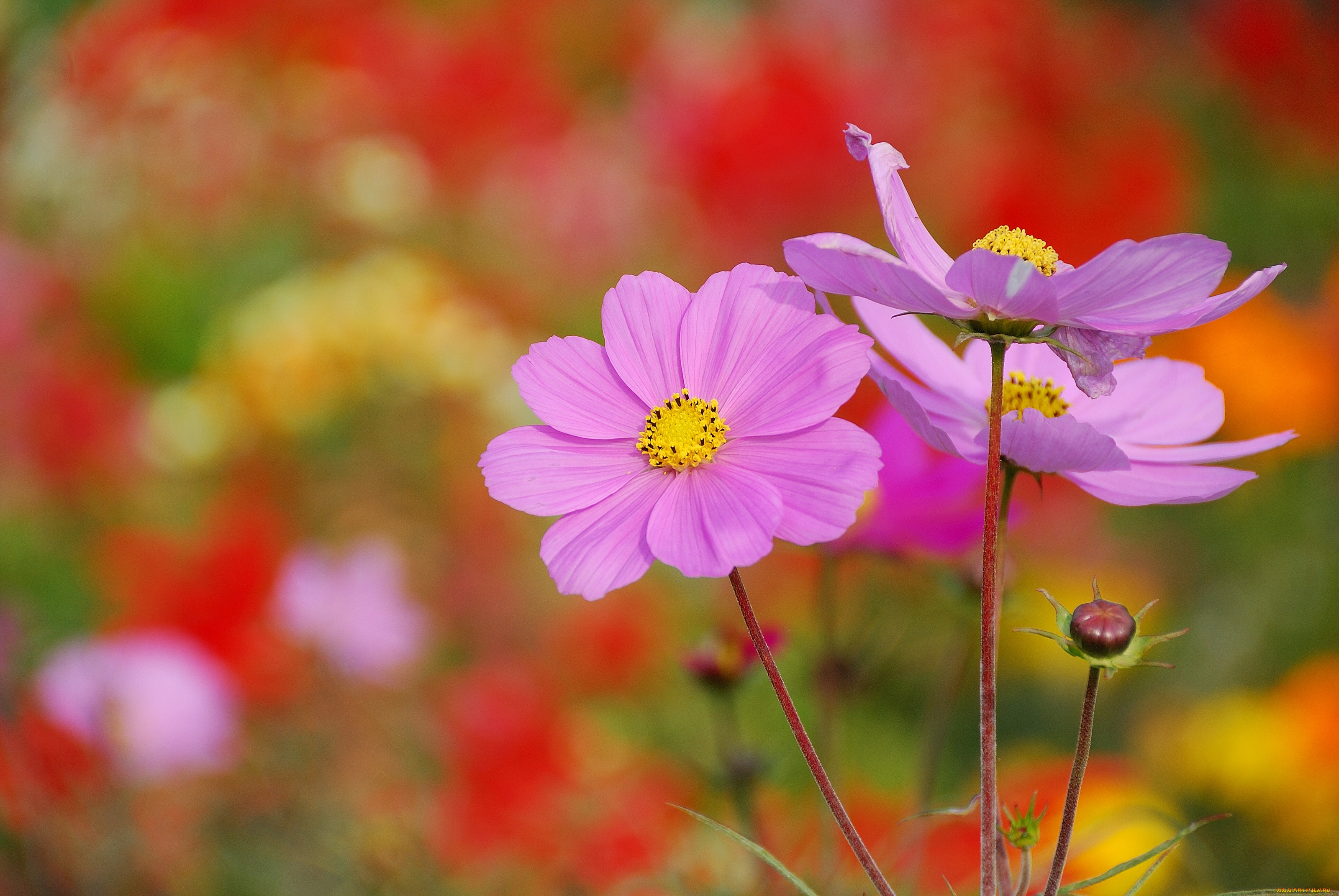 цветы, космея, космос, макро