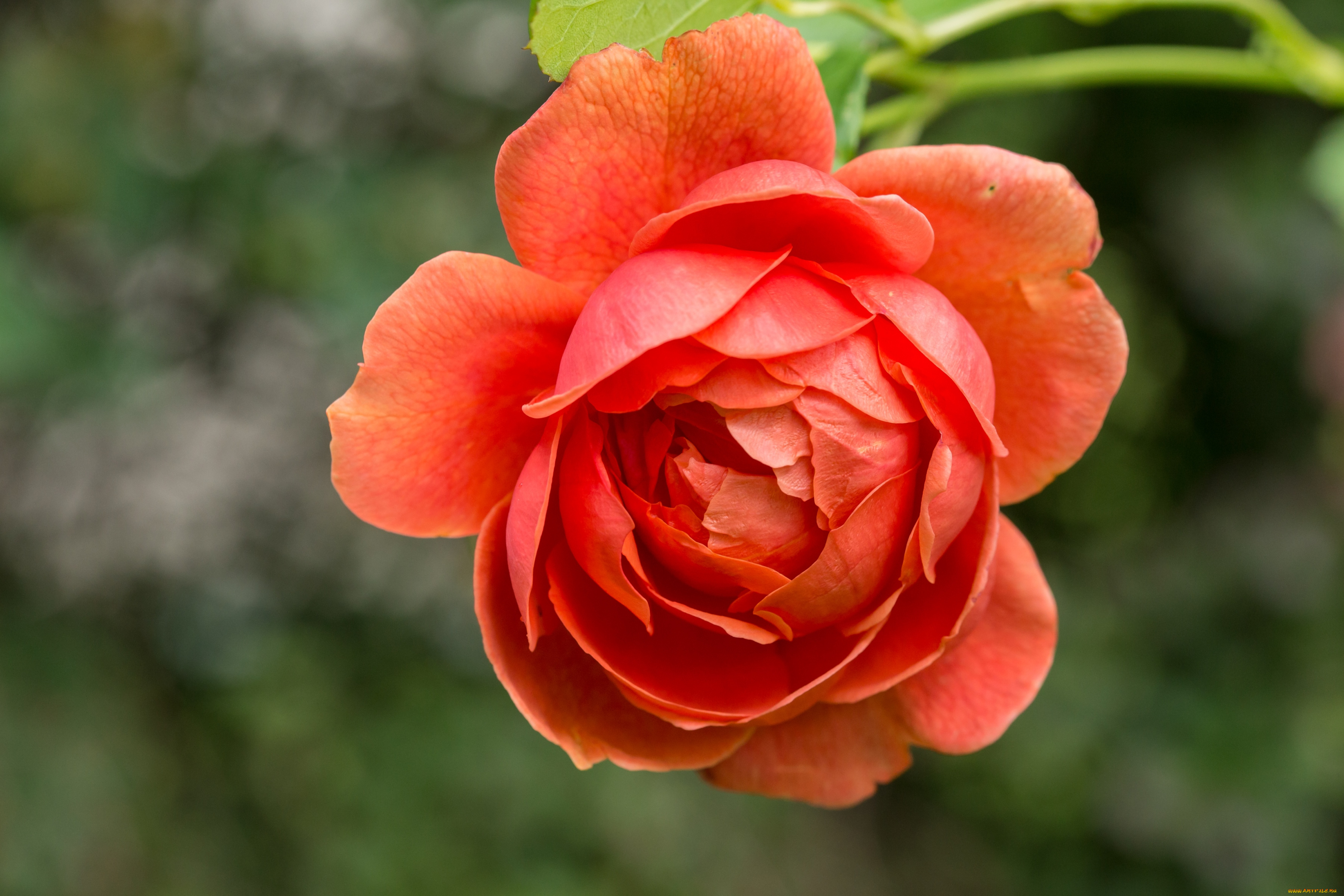 цветы, розы, макро