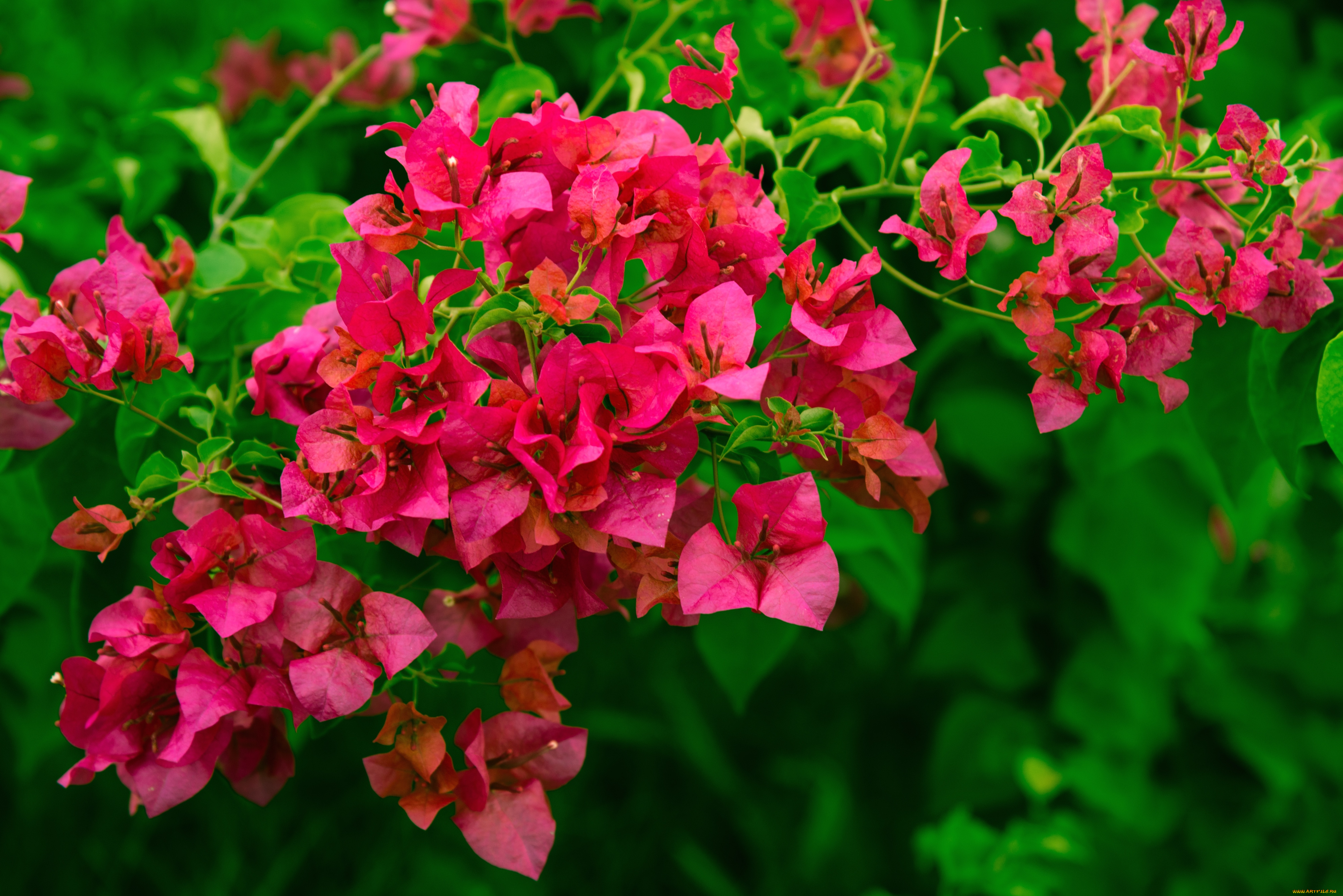 цветы, бугенвиллея, экзотика