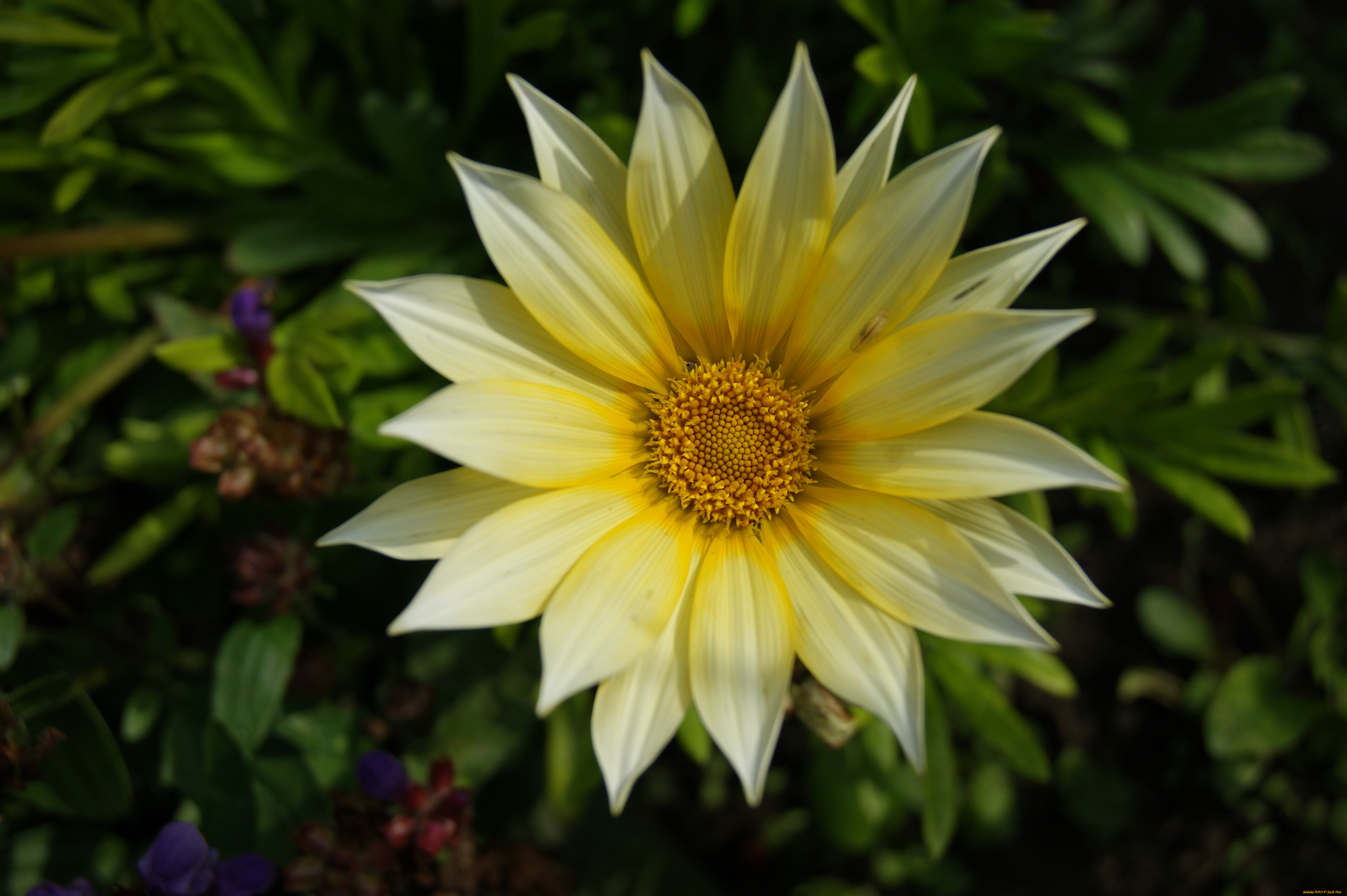 цветы, газания, цветок, зеленый, фон