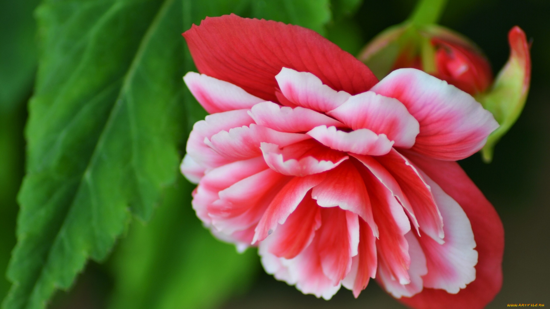 цветы, бегония, макро, лепестки