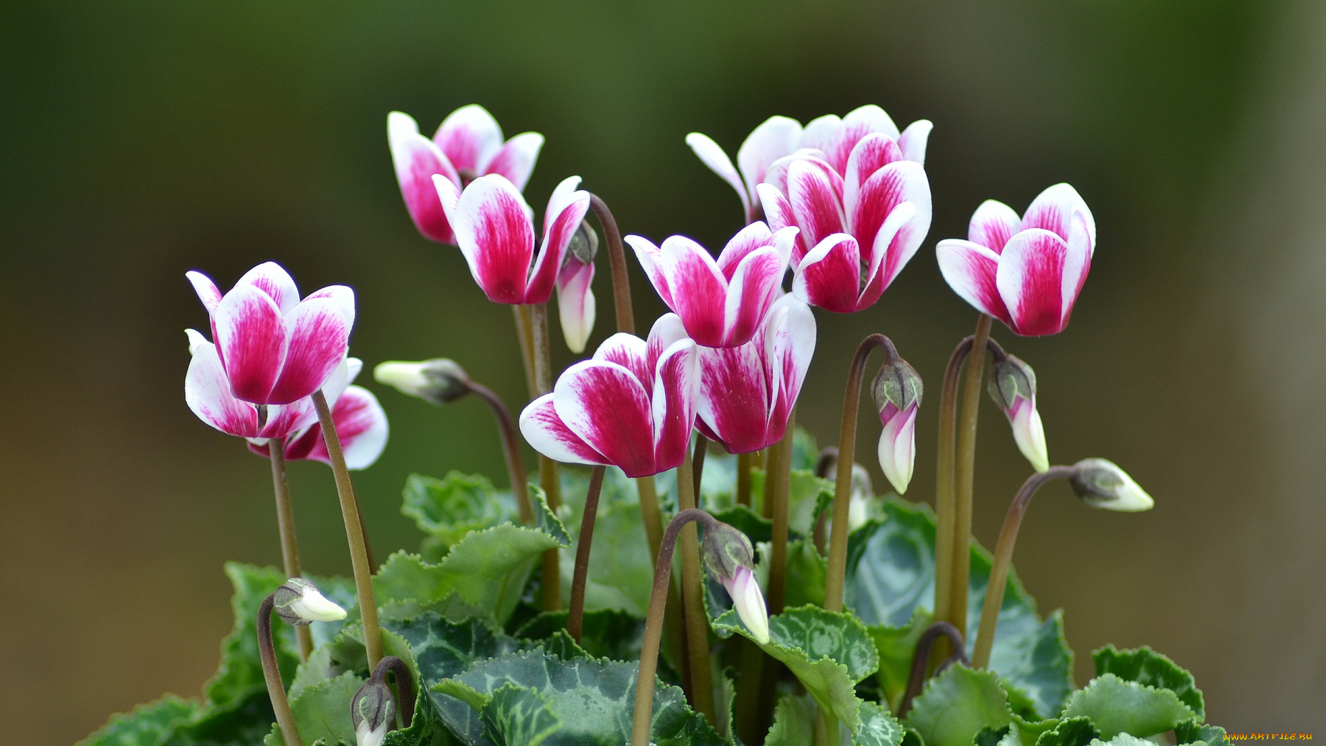 цветы, цикламены, лепестки, цикламен, цветок