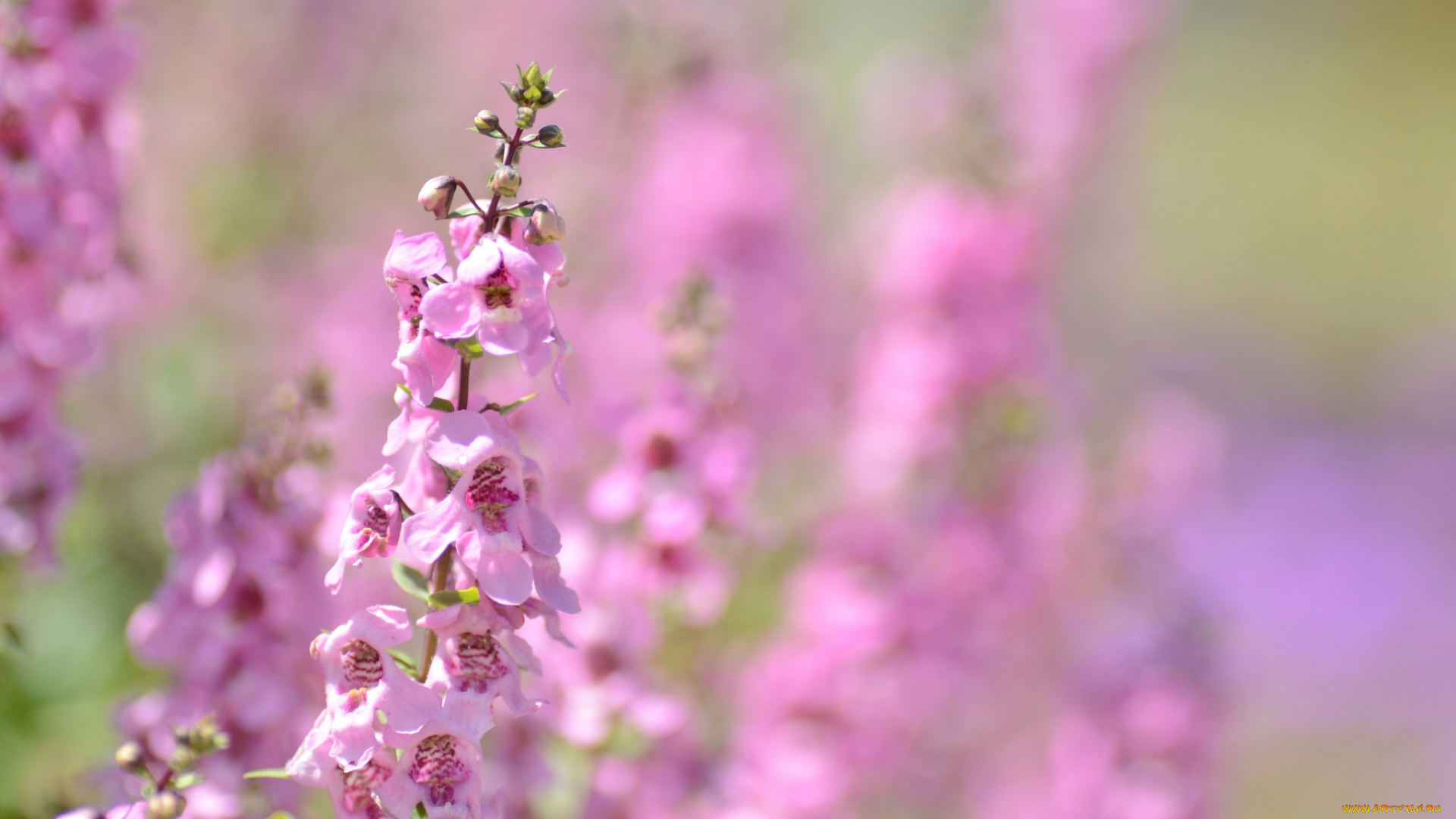 цветы, цветение, цветки, ангелония, розовые