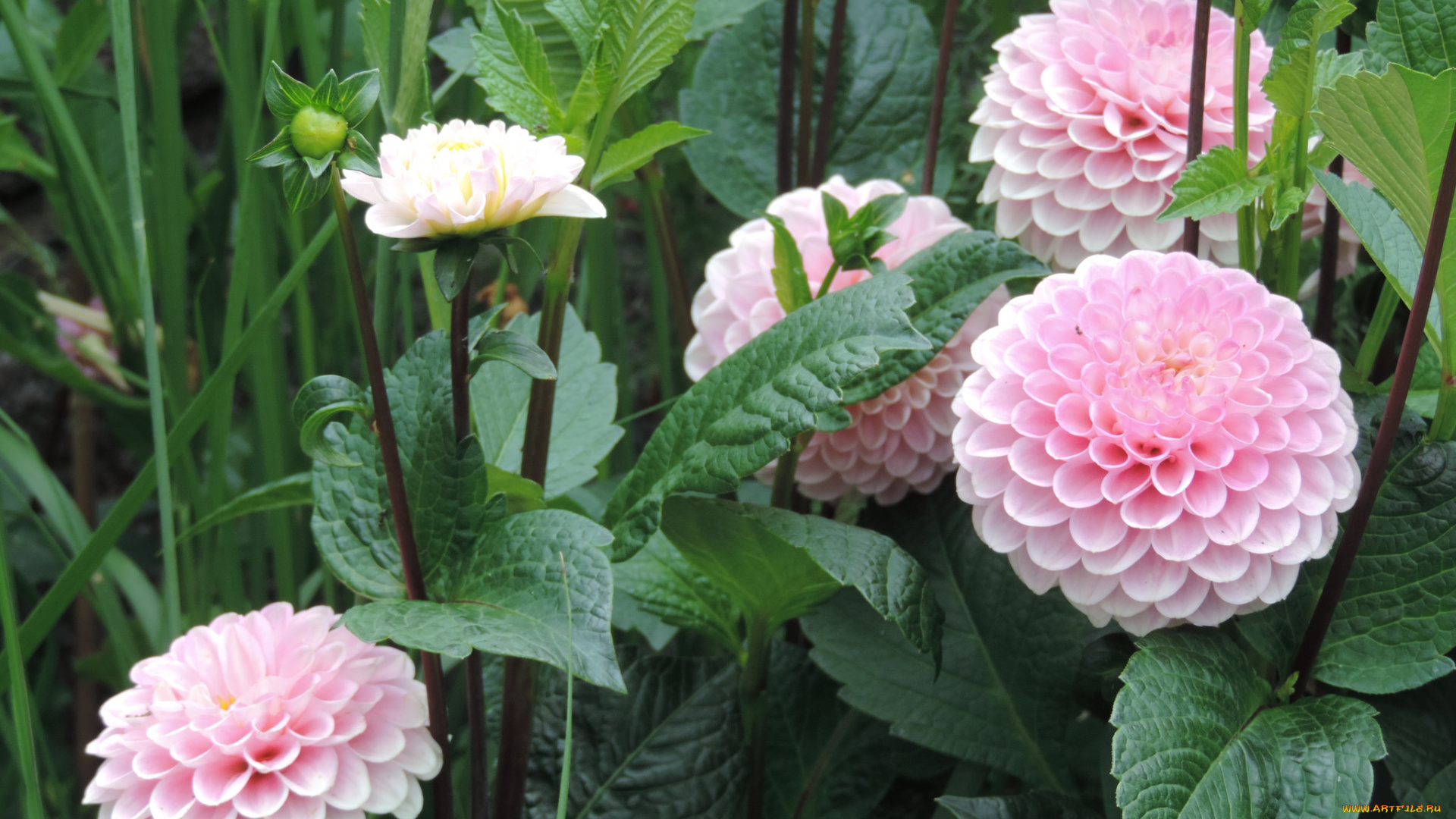 цветы, георгины, цветение, георгин, бутоны, лепестки