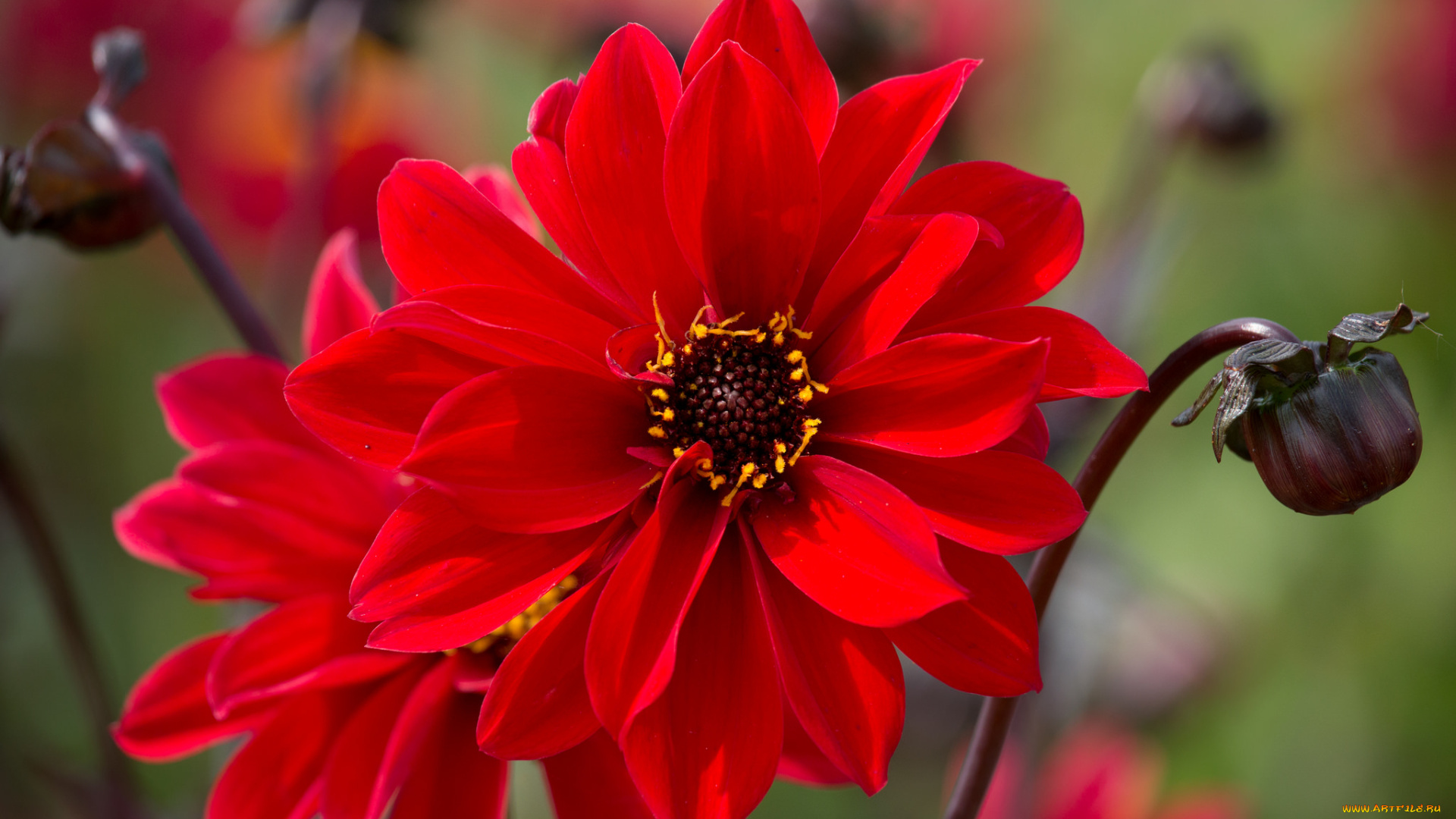 цветы, георгины, георгин, нежность, цветение, бутон, лепестки, цветок