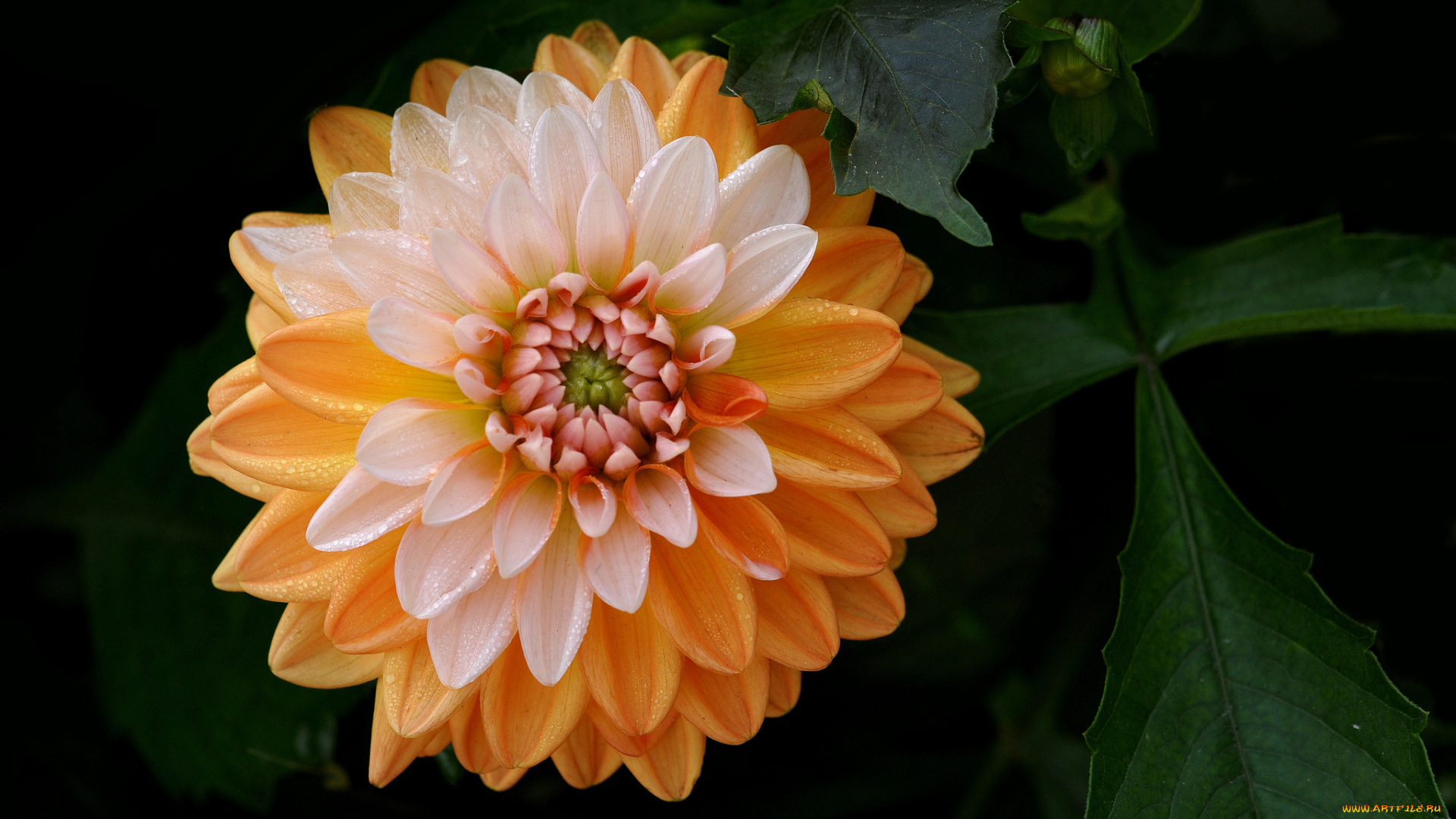 цветы, георгины, нежность, георгин, цветок, лепестки, бутон, цветение