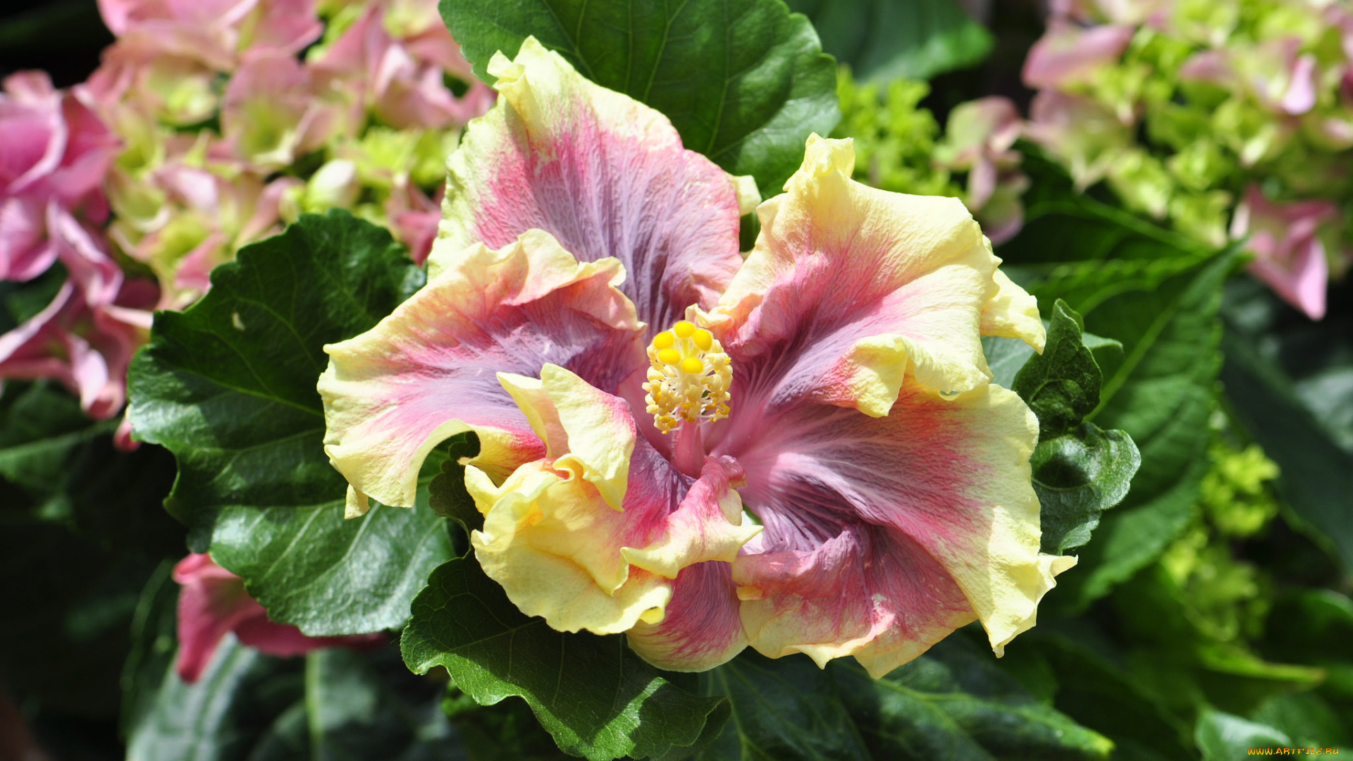 цветы, гибискусы, ветка, тычинка, гибискус, лепестки, цветение