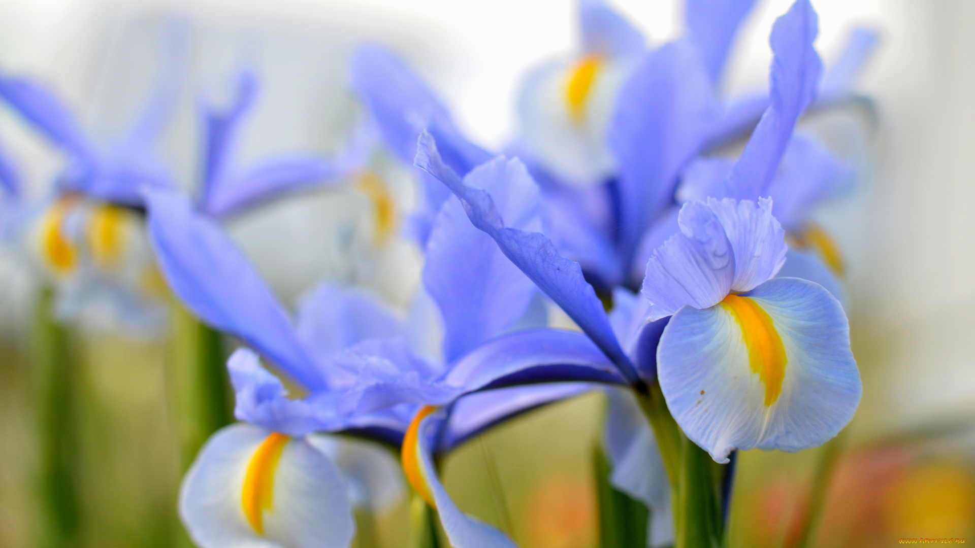 цветы, ирисы, цветение, ярко, лепестки, ирис