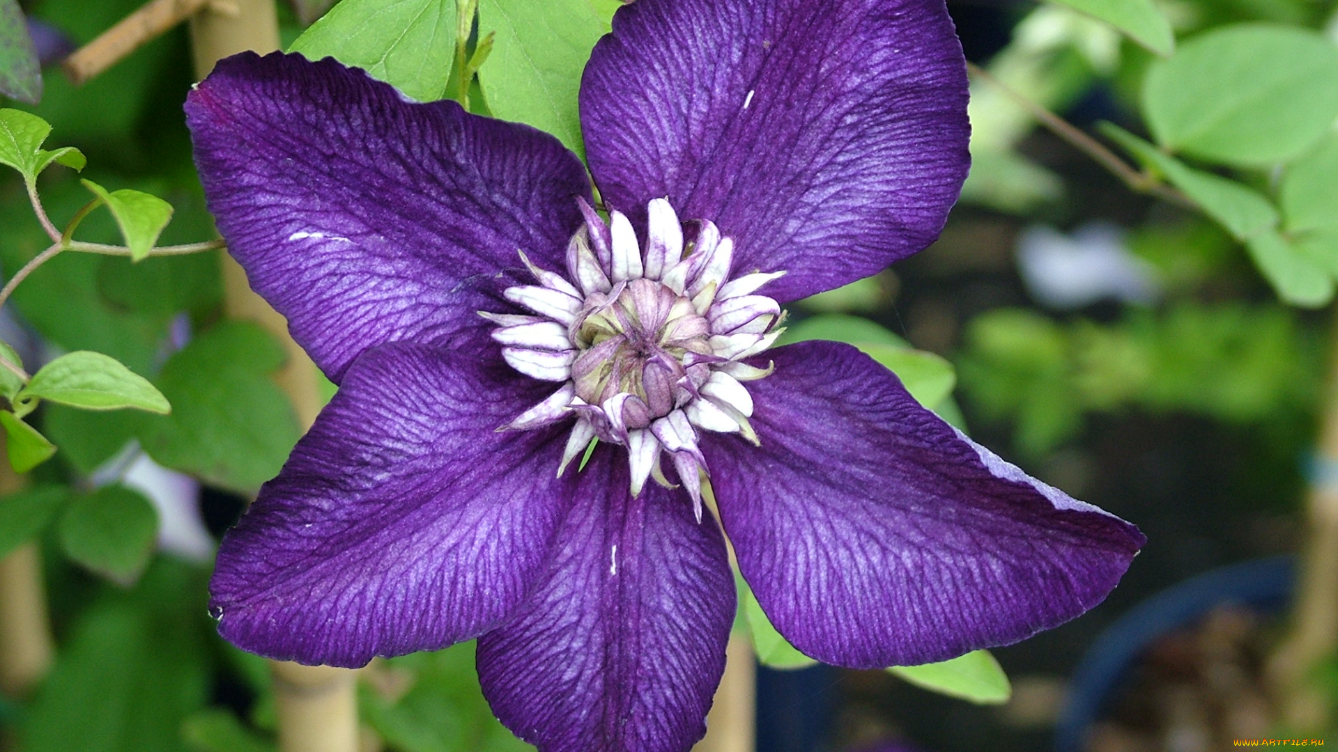 цветы, клематис, , ломонос, лепестки