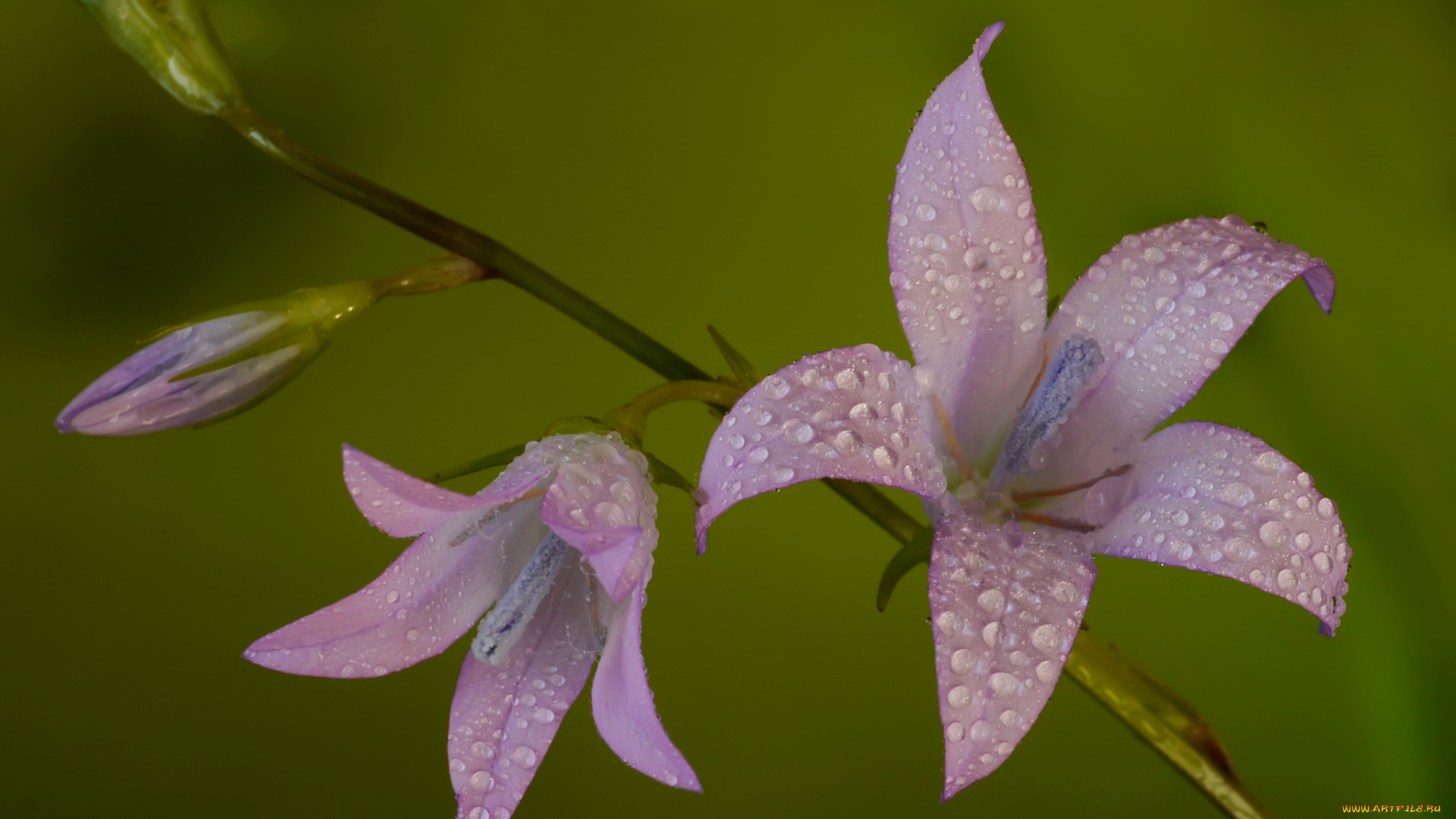 цветы, колокольчики, розовые, фон, роса, капли