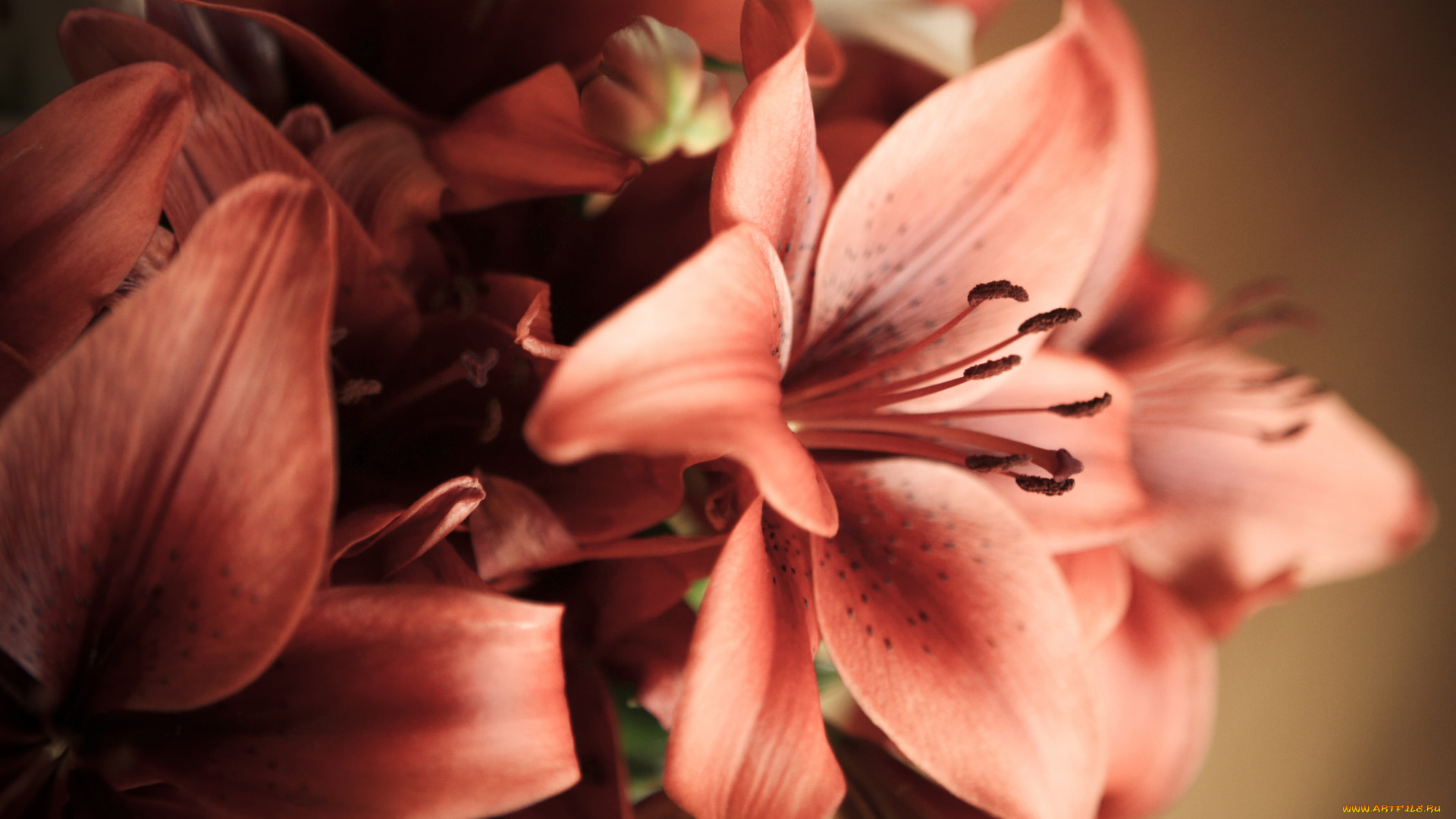 цветы, лилии, , лилейники, цветение, лепестки, бутоны