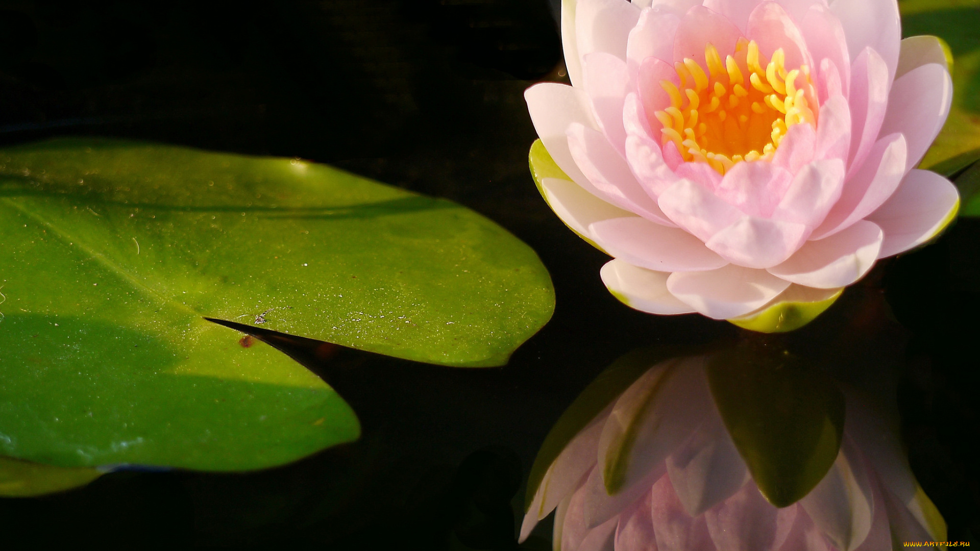 цветы, лилии, водяные, , нимфеи, , кувшинки, водяная, лилия, вода, листок