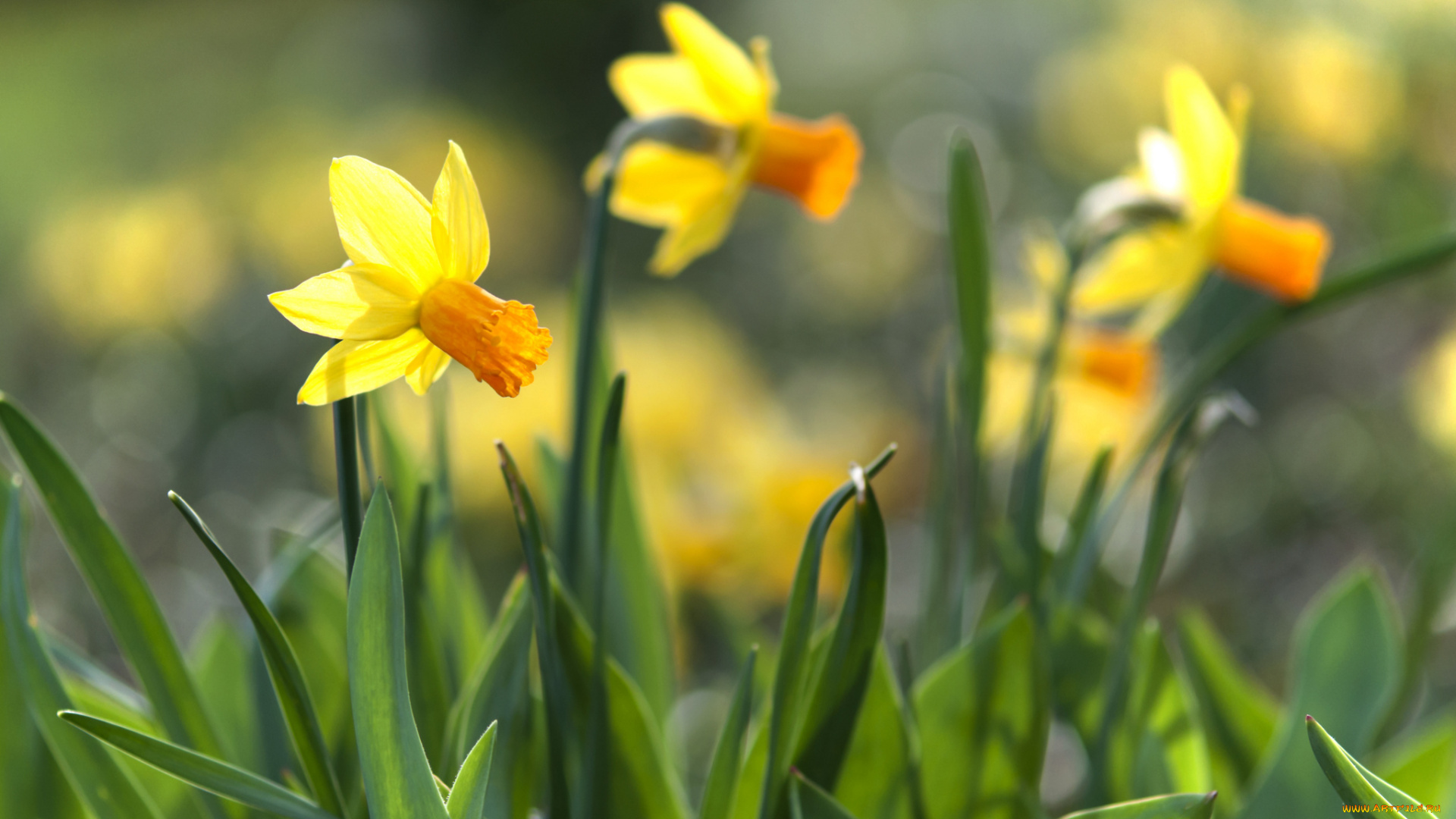 цветы, нарциссы, яркость, весна, цветение, лепестки