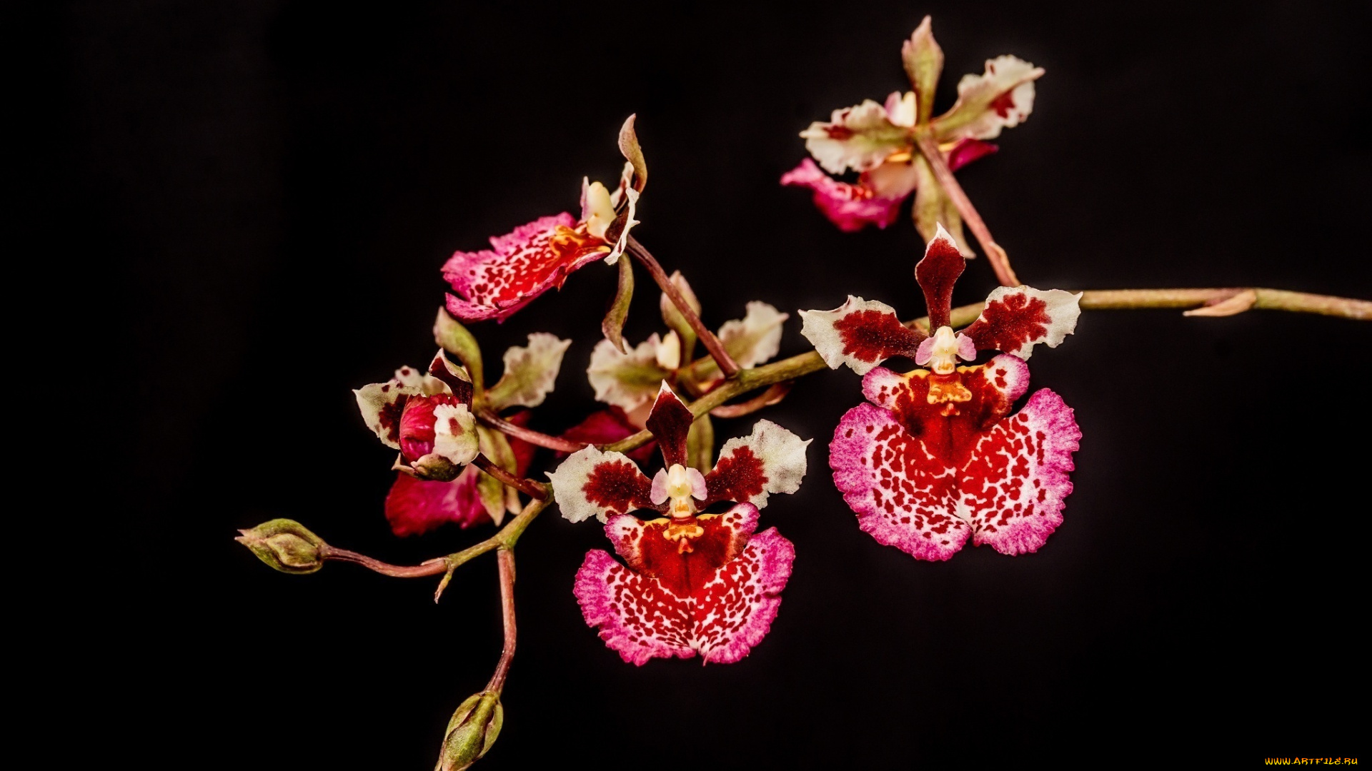 цветы, орхидеи, макро, пестрый, ветка, розовый