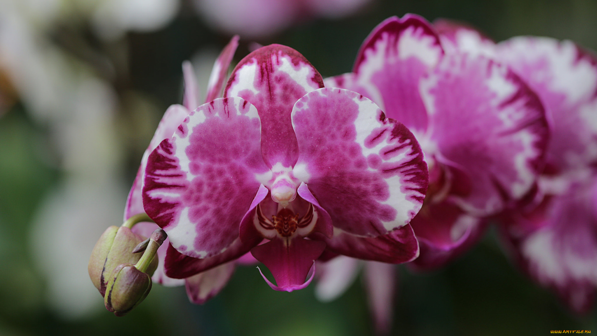 цветы, орхидеи, нежность, цветение, бутон, лепестки, цветок