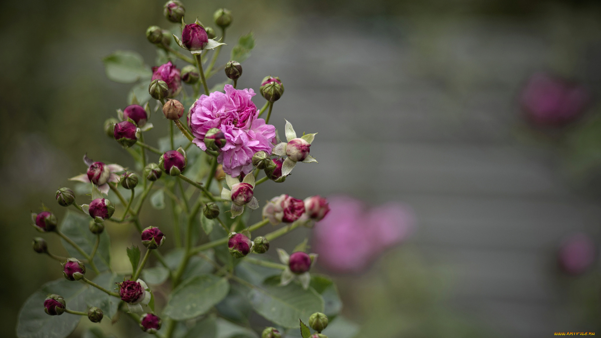 цветы, розы, бутоны, куст, роза, цветение, листья, лепестки