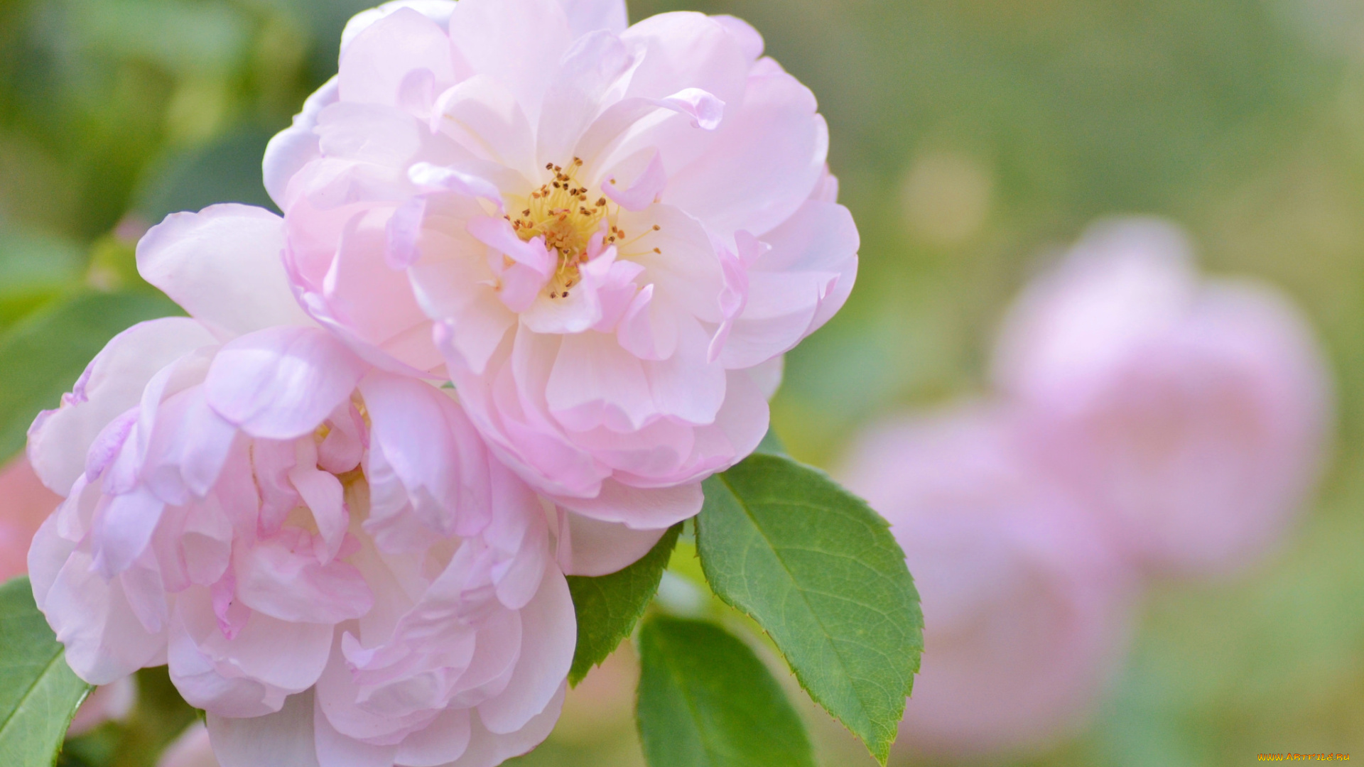 цветы, розы, лепестки, нежность, бутоны, куст, роза, цветение