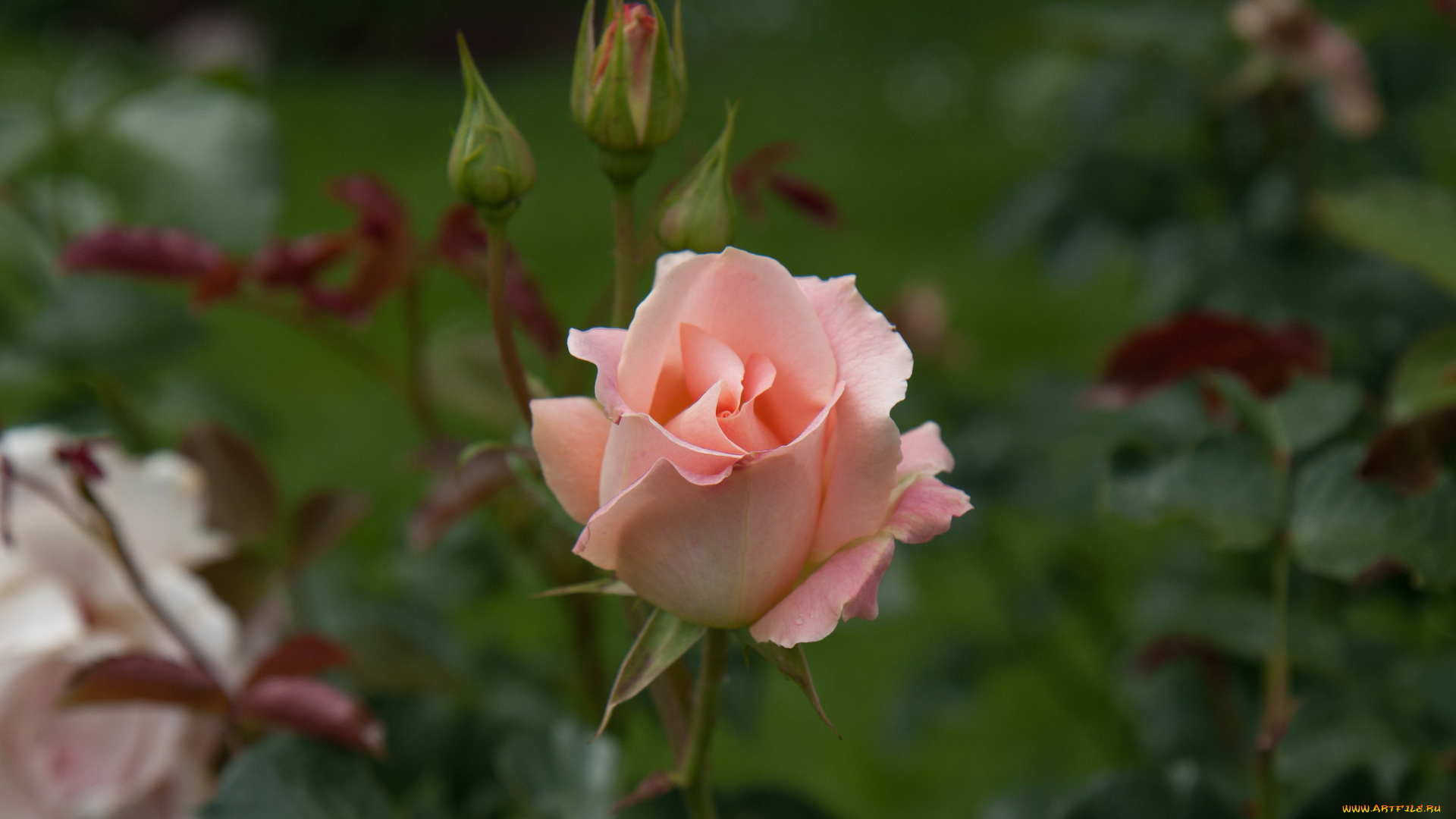 цветы, розы, ветка, цветение, лепестки, бутон, роза