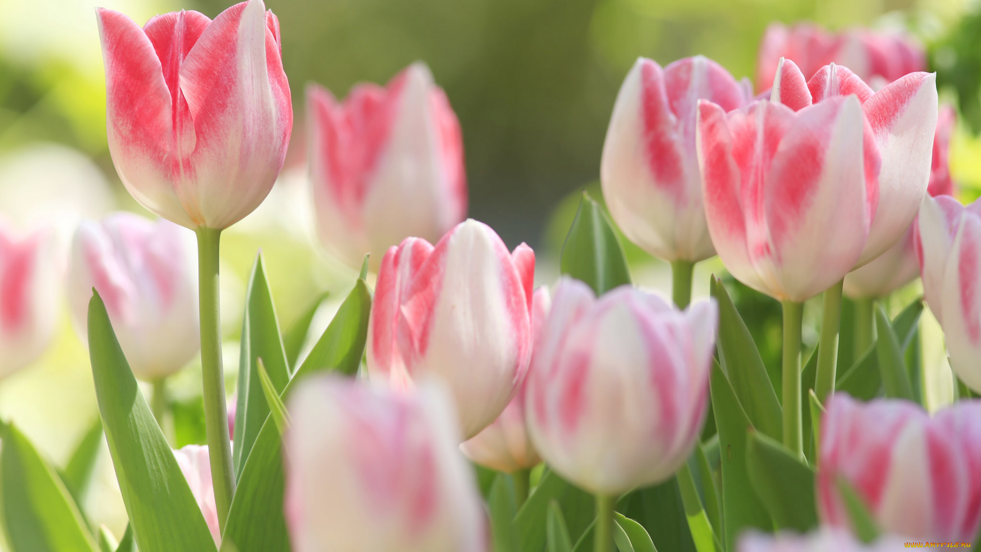 цветы, тюльпаны, бутоны, макро