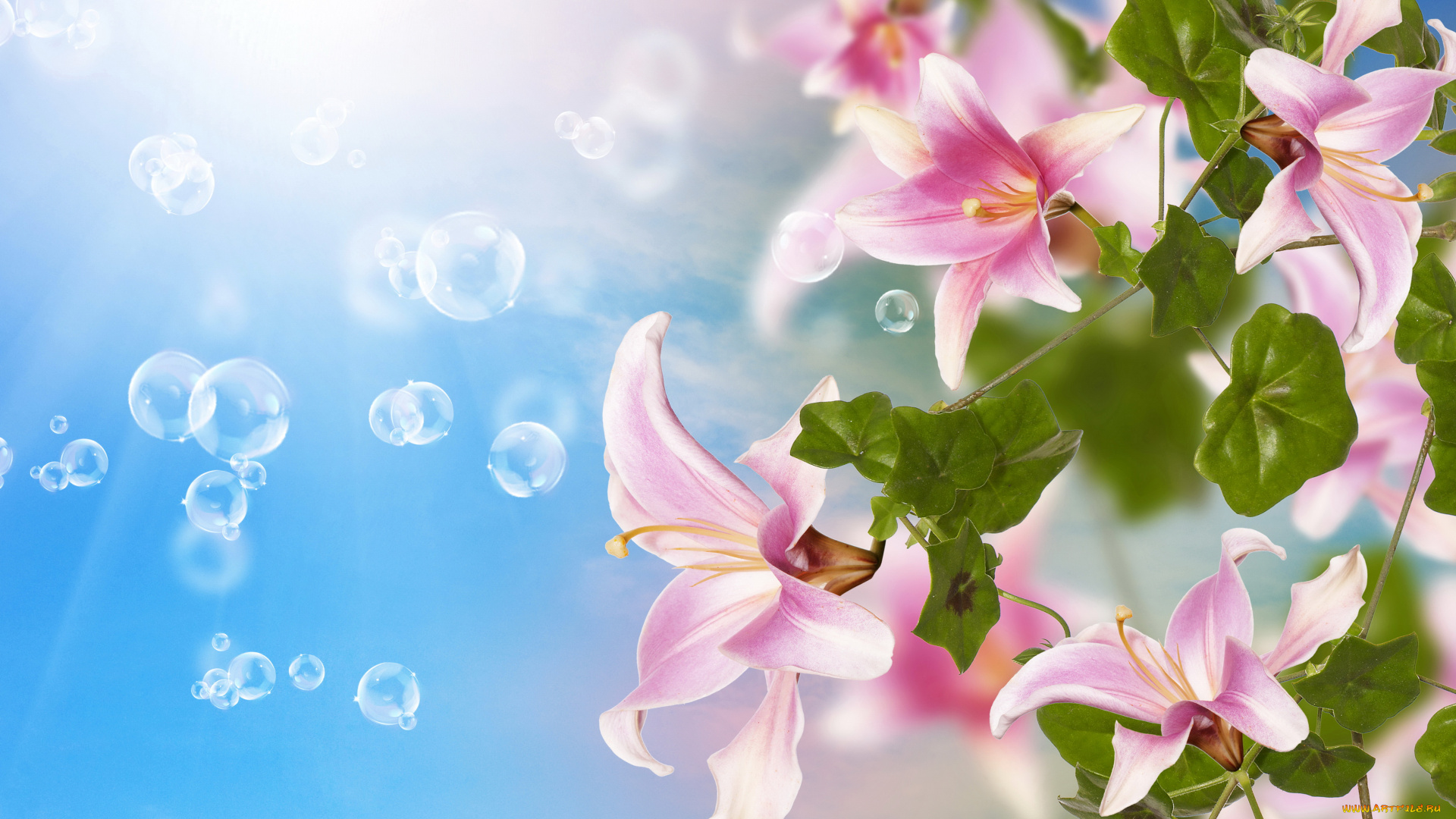 разное, компьютерный, дизайн, лилейник, розовый, лилии