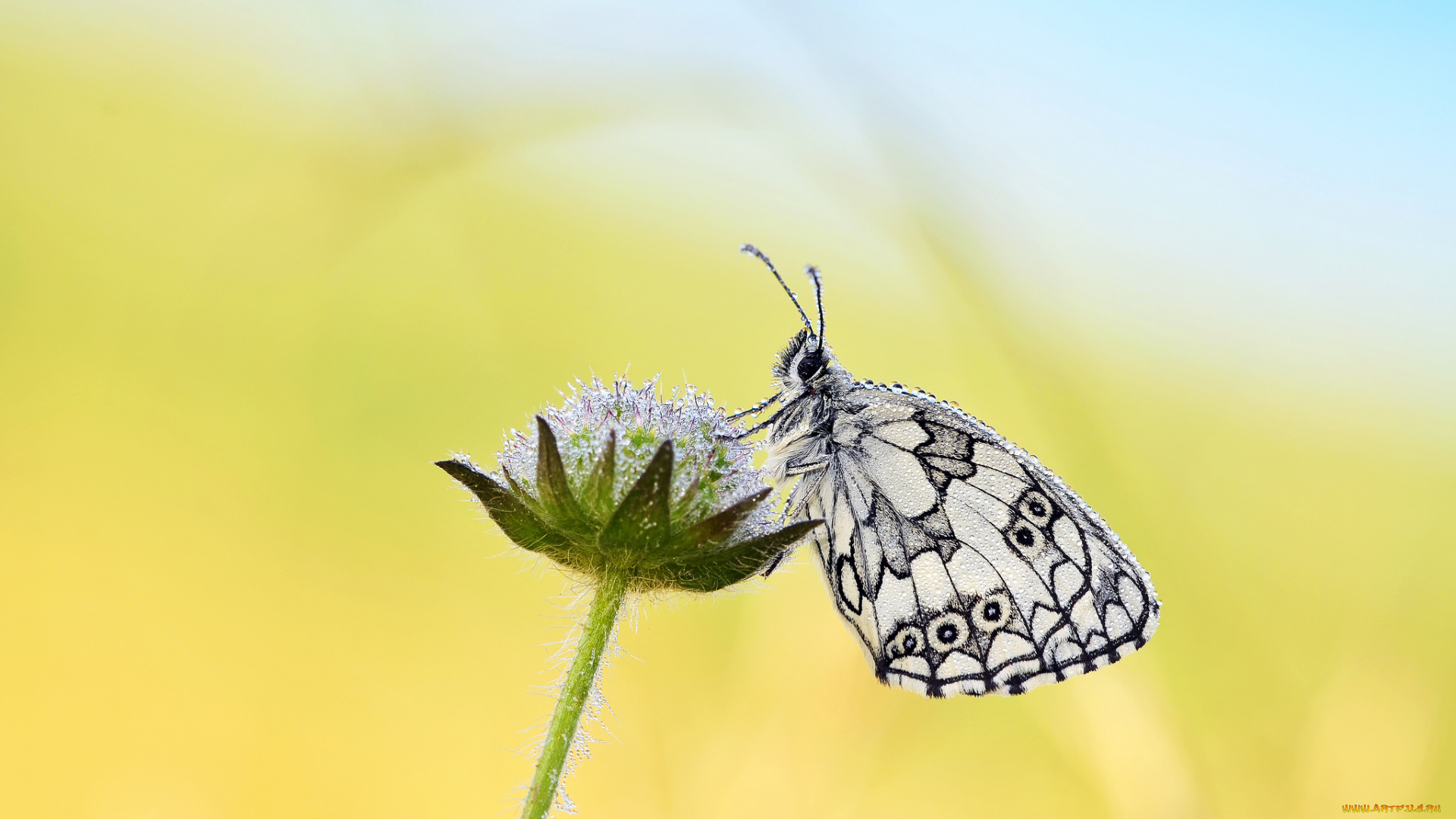 животные, бабочки, бабочка, капли, растение, роса