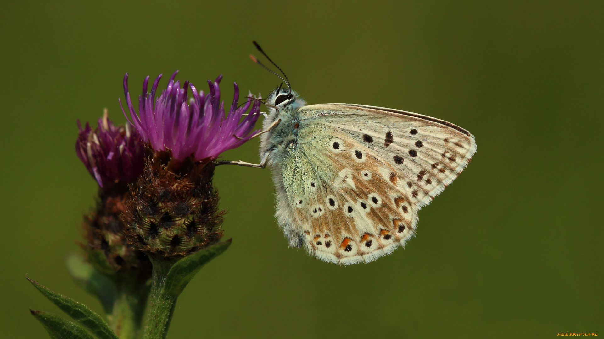 животные, бабочки, цветок, хоботок, усики, крылья, макро, бабочка