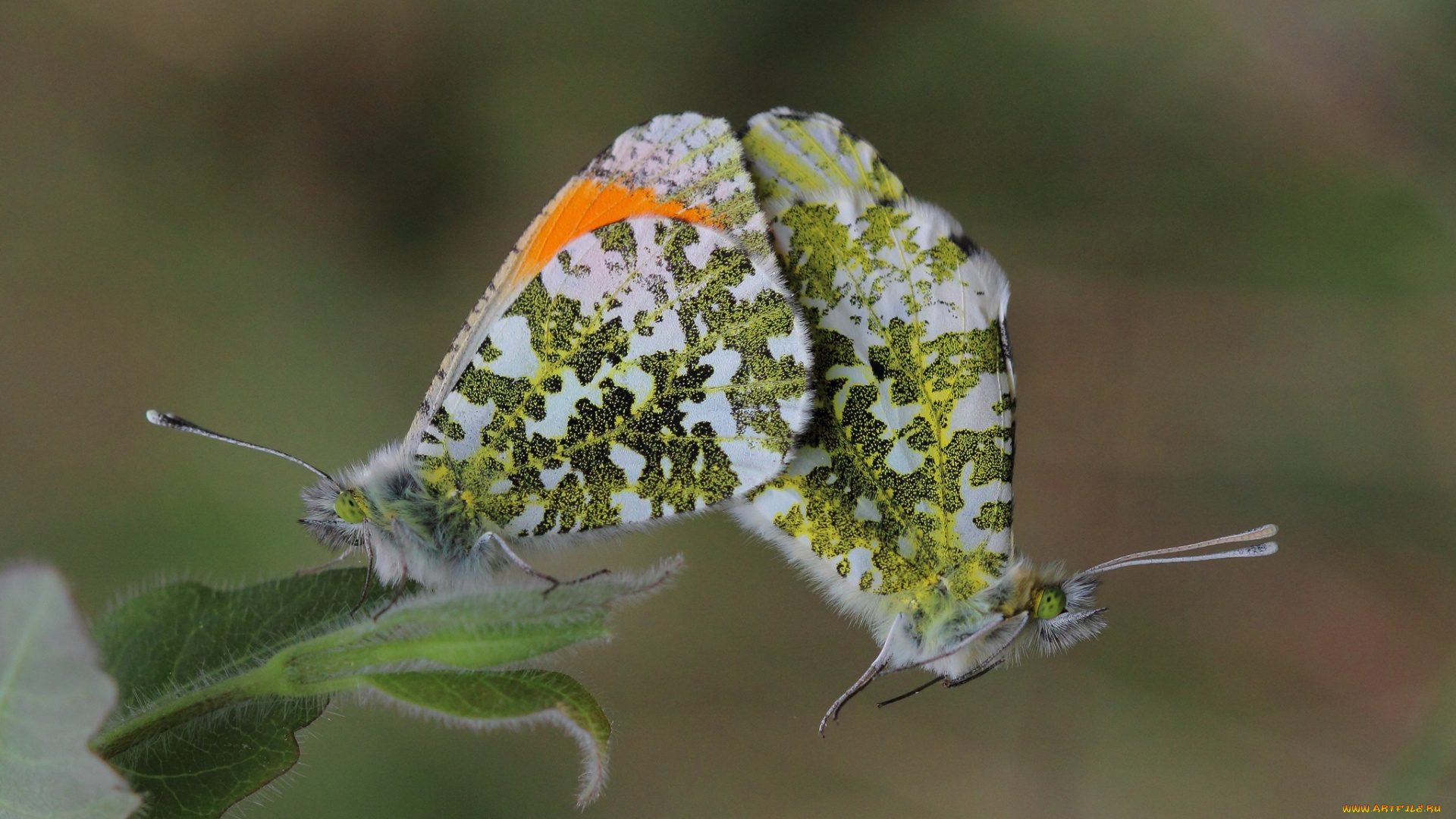животные, бабочки, крылья, фон, пара, спаривание, усики