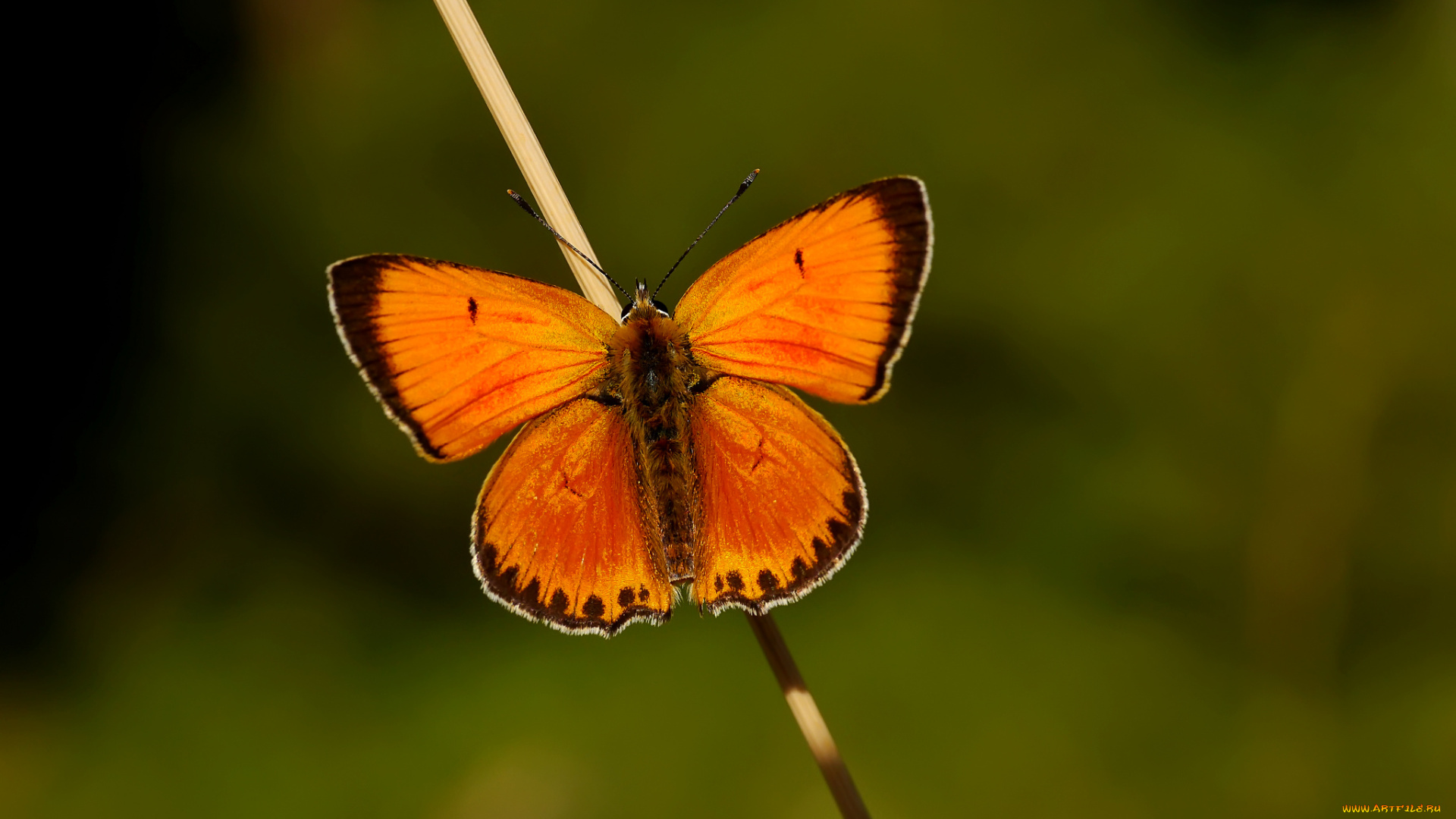 животные, бабочки, крылья, макро, оранжевая, усики, бабочка, палочка, травинка