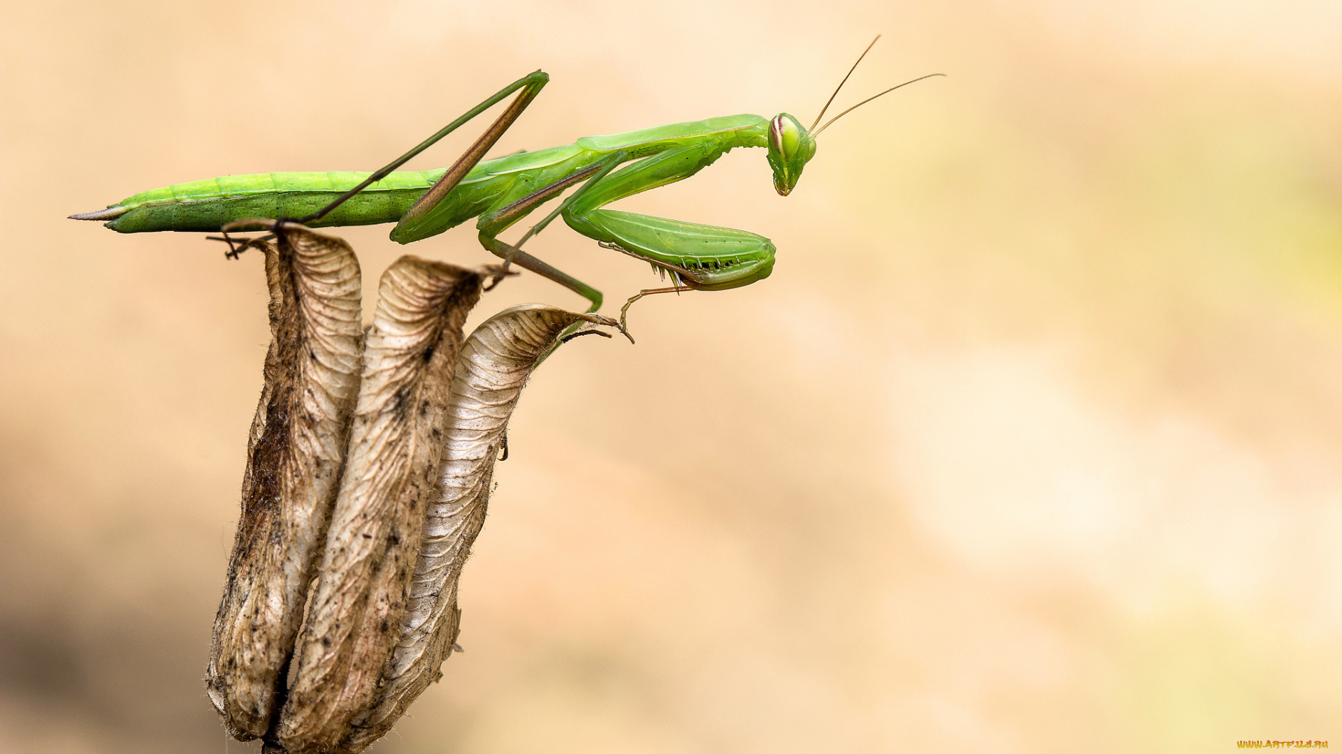 животные, богомолы, растение, фон, зеленый, богомол