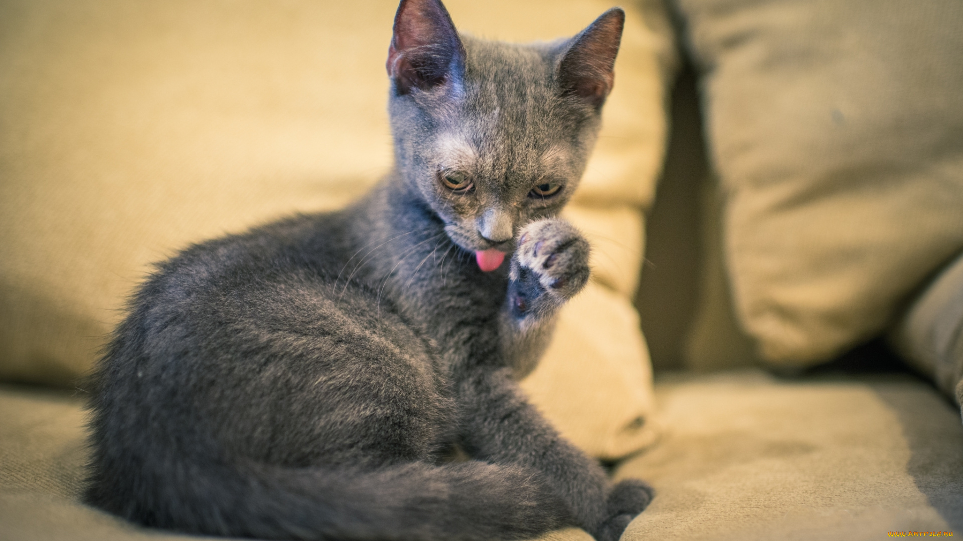 животные, коты, умывается, серый, котенок, кошка