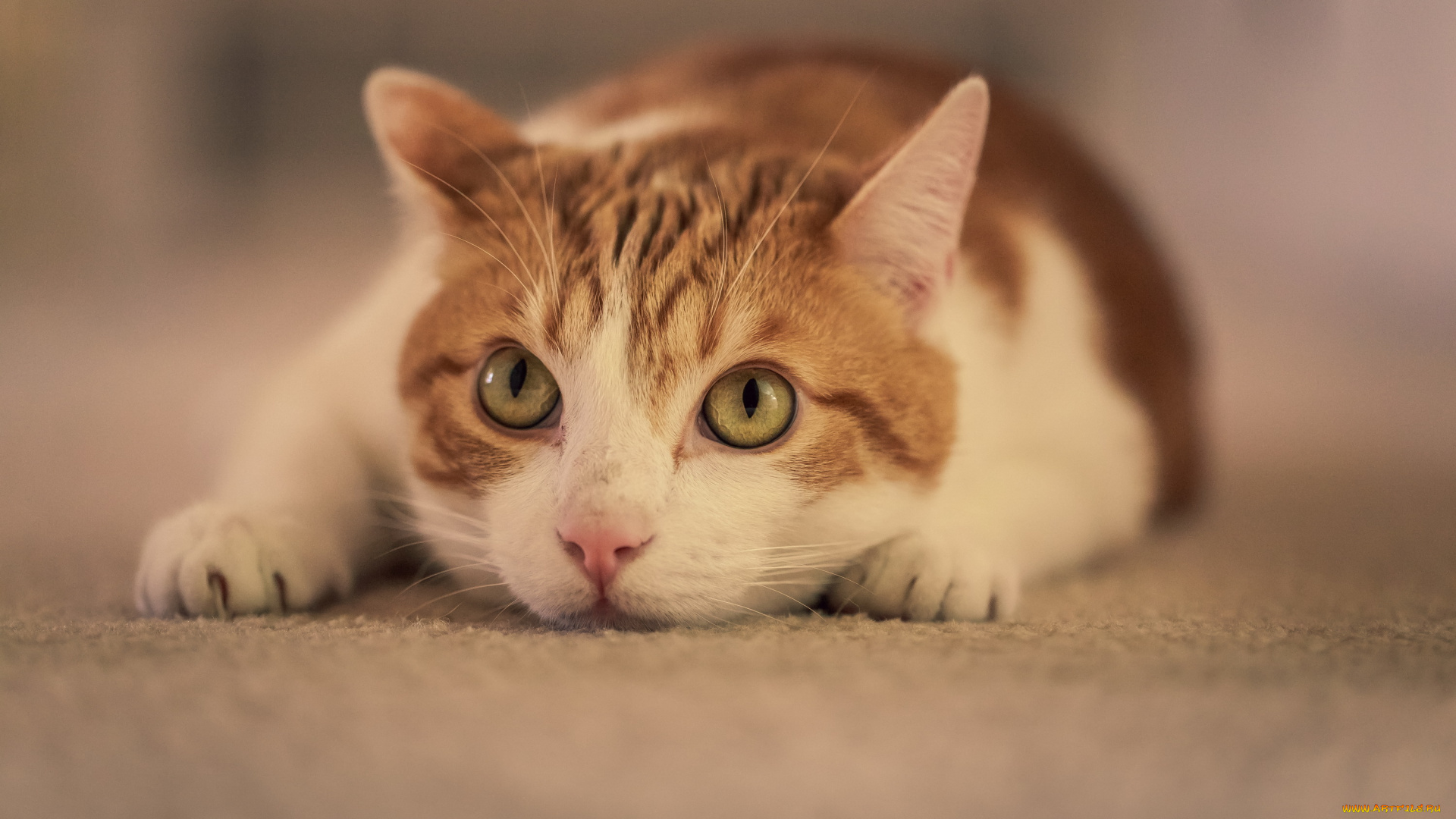 животные, коты, взгляд, поза, бело-рыжая, кошка