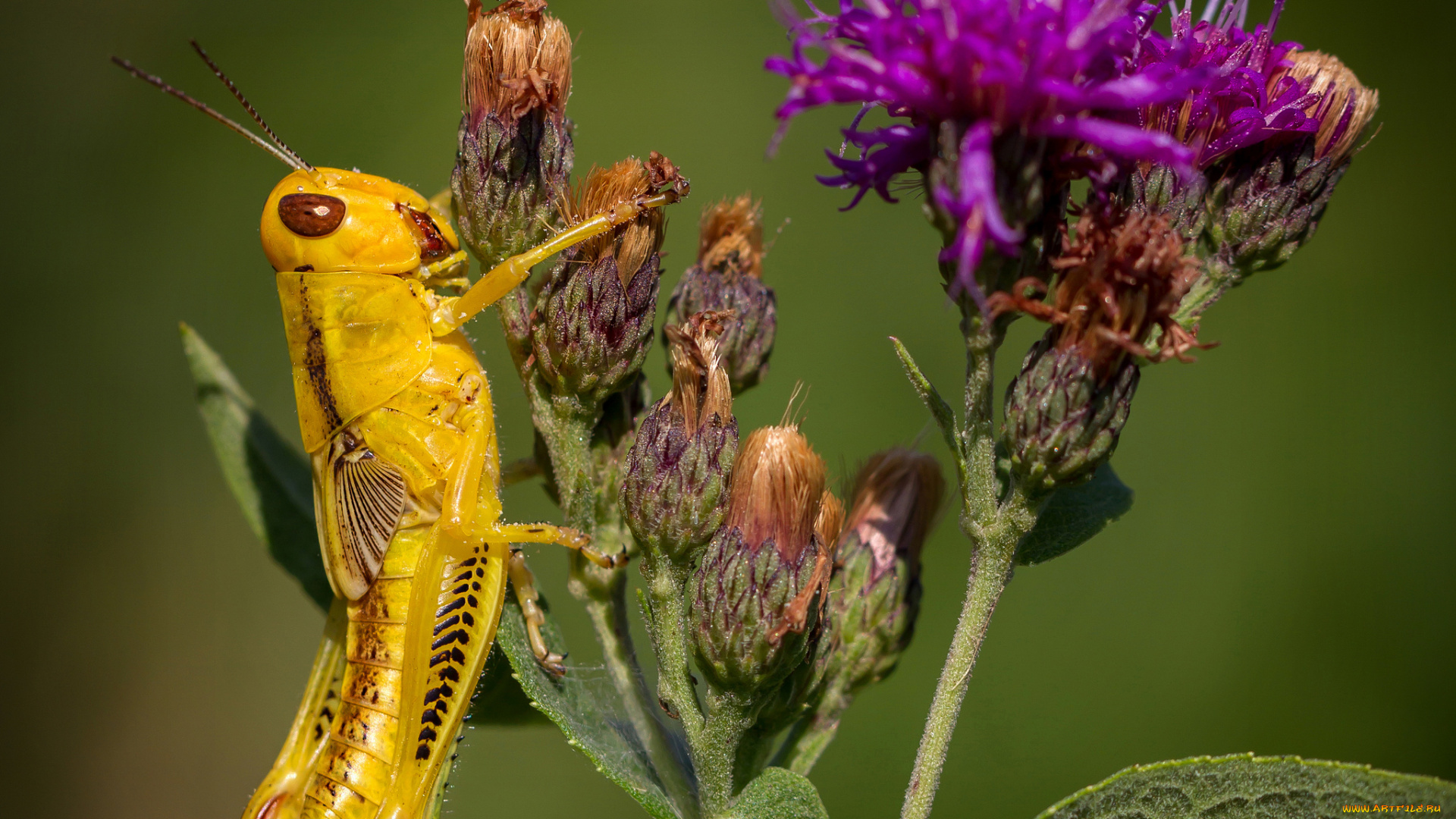 животные, кузнечики, , саранча, кузнечик, макро, цветок, жёлтый