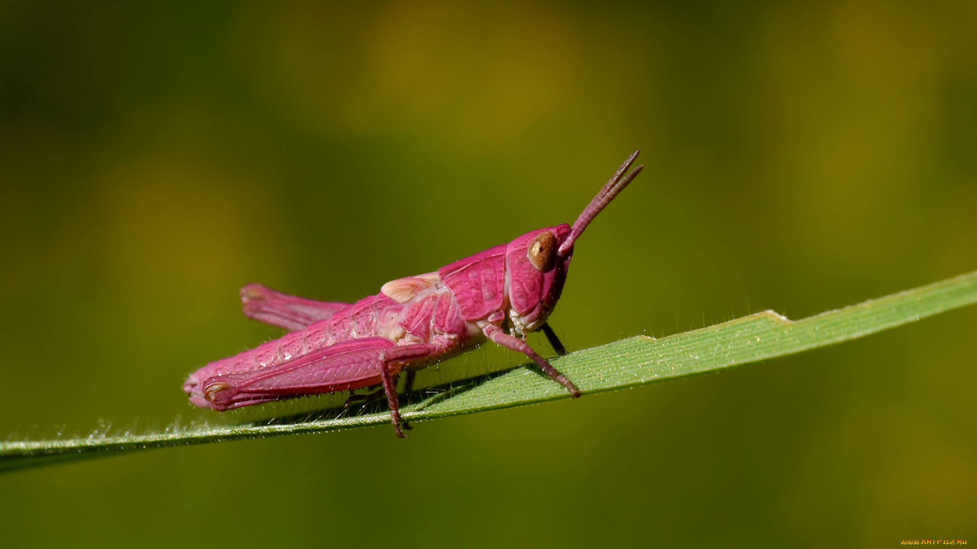 животные, кузнечики, , саранча, макро, насекомое, кузнечик, розовый, травинка, фон