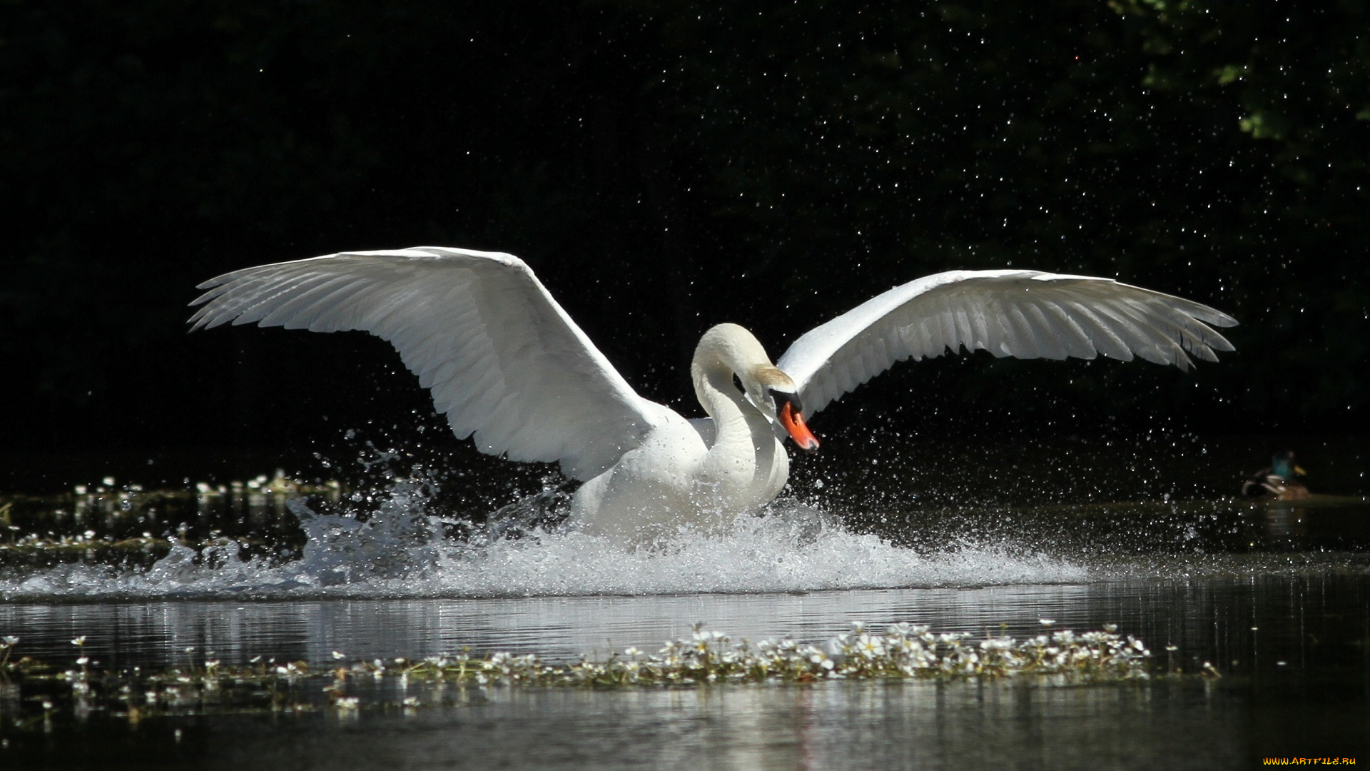 животные, лебеди, брызги, крылья, вода, движение, грация