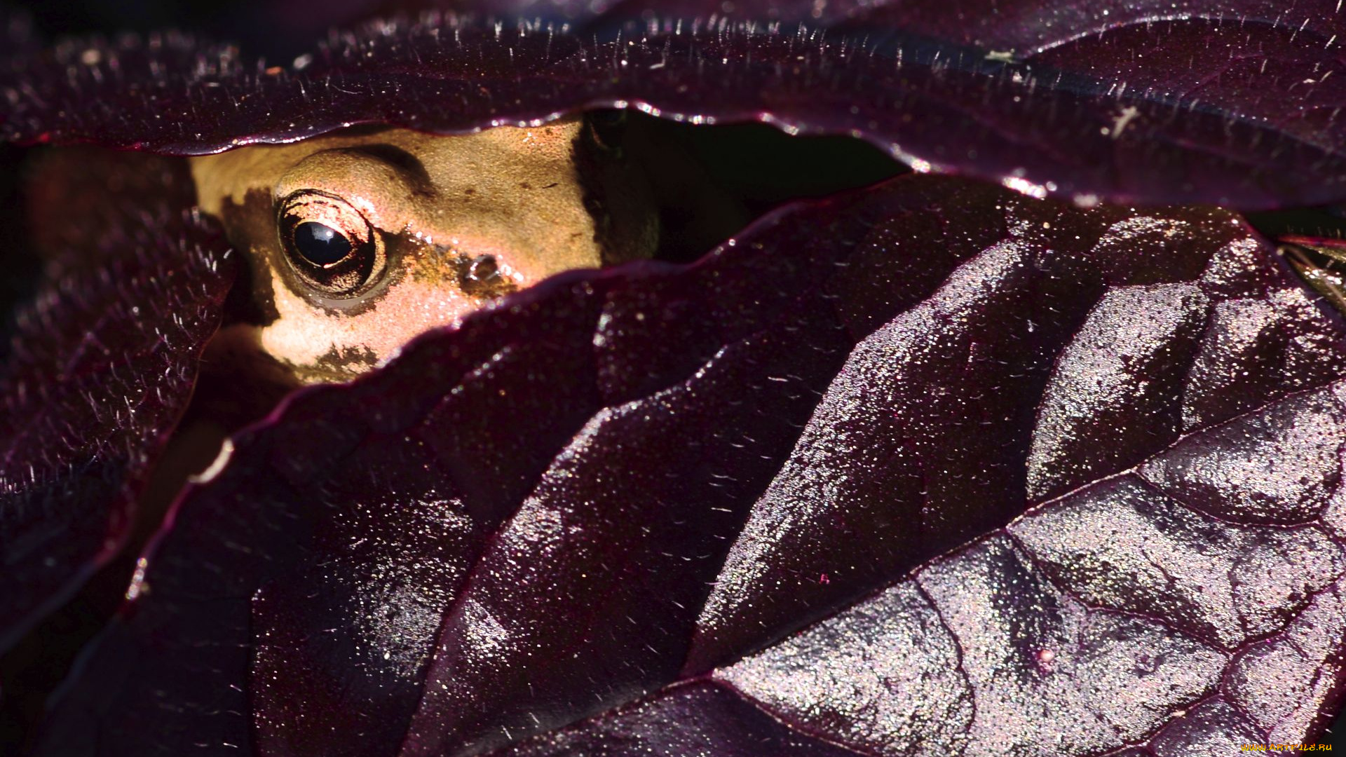 животные, лягушки, глаз, макро, выглядывает, лягушка, листья