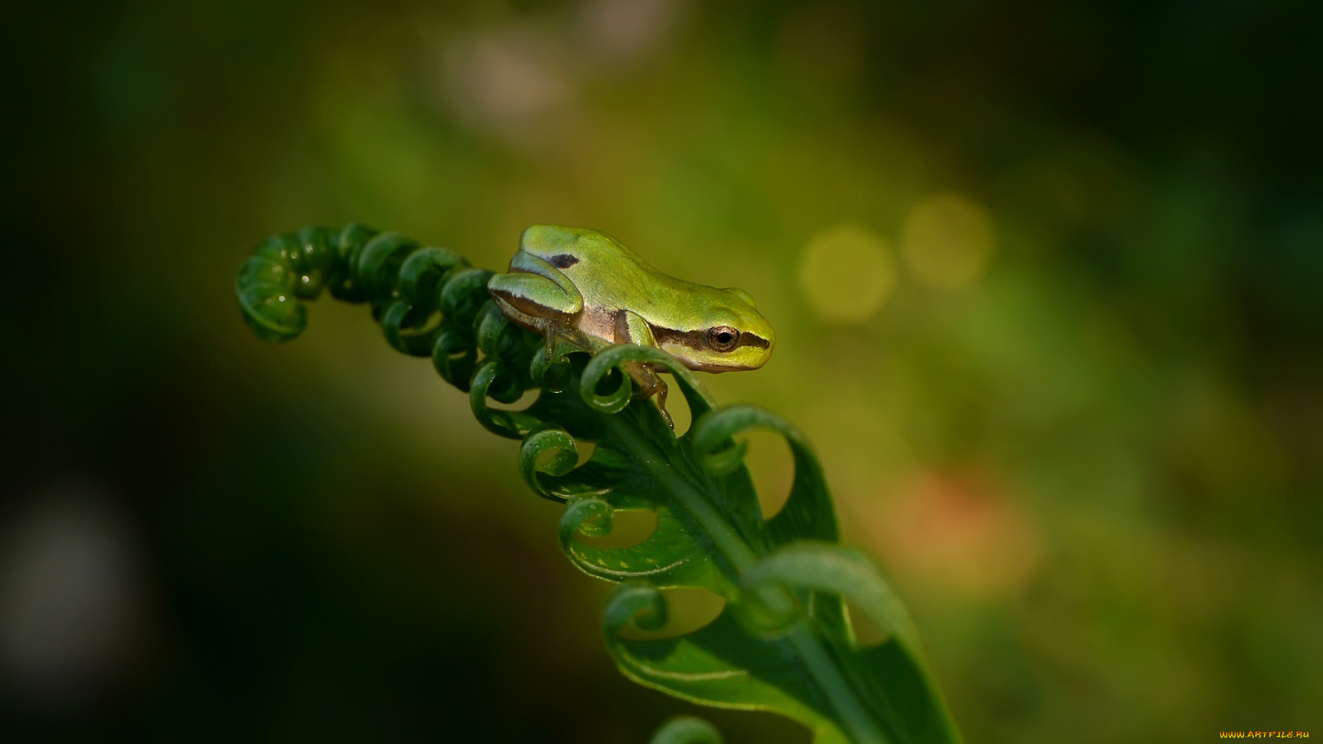 животные, лягушки, природа, лист, папоротник, макро, лягушка, фон, зелень