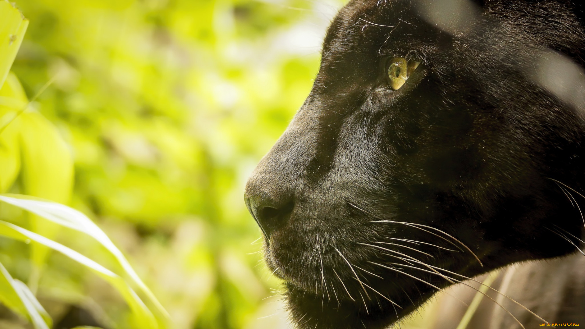 животные, пантеры, морда, ягуар, кошка, профиль