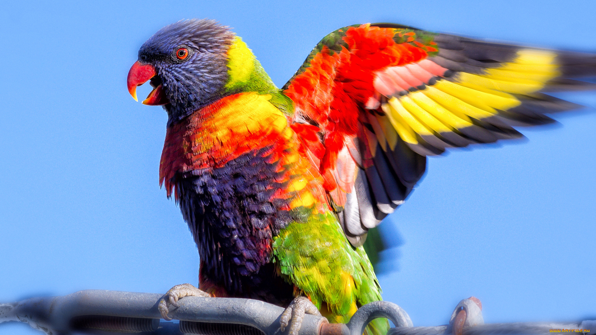 животные, попугаи, яркий, фон, небо, крыло, птица, попугай