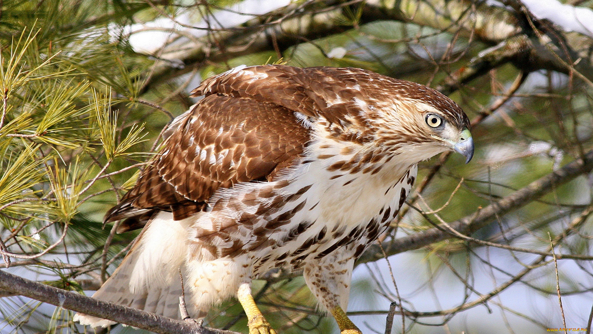 животные, птицы, -, хищники, краснохвостый, сарыч, природа, ветка, лес, канюк, птица, ястреб