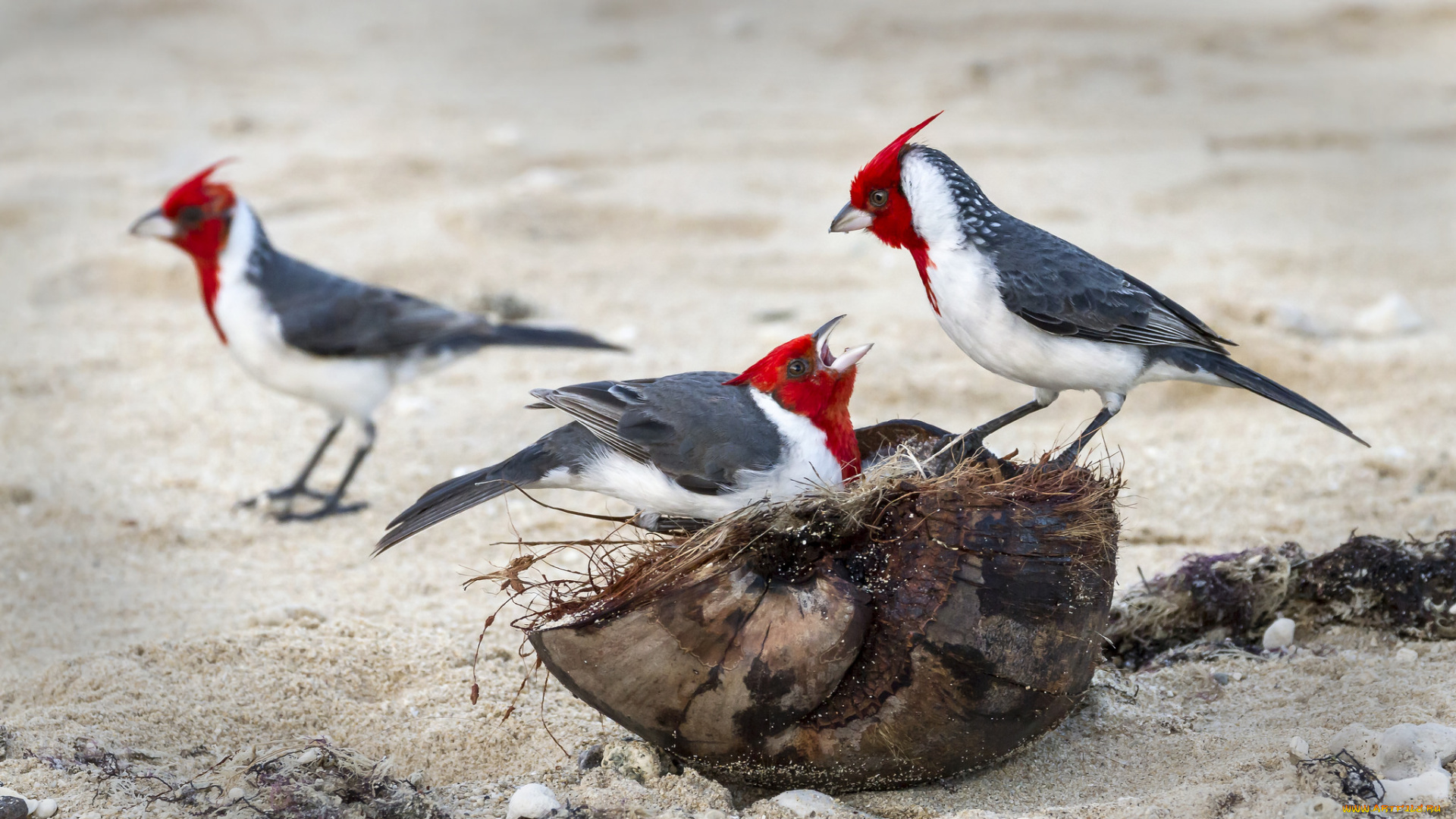 животные, птицы, группа