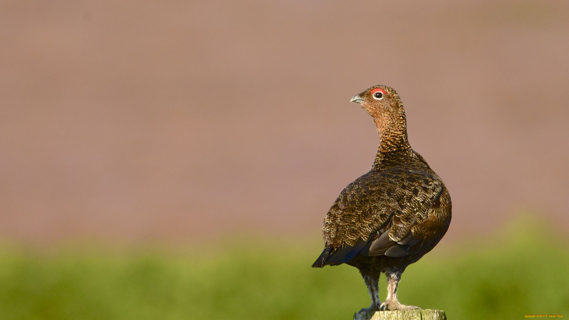 животные, птицы, птица, взгляд, фон