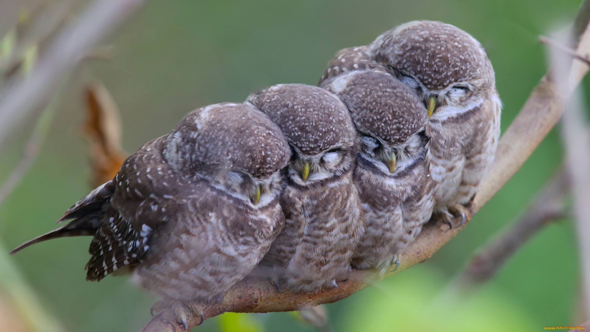 животные, совы, мама, семейство, пятнистые, детки, птицы, ветка