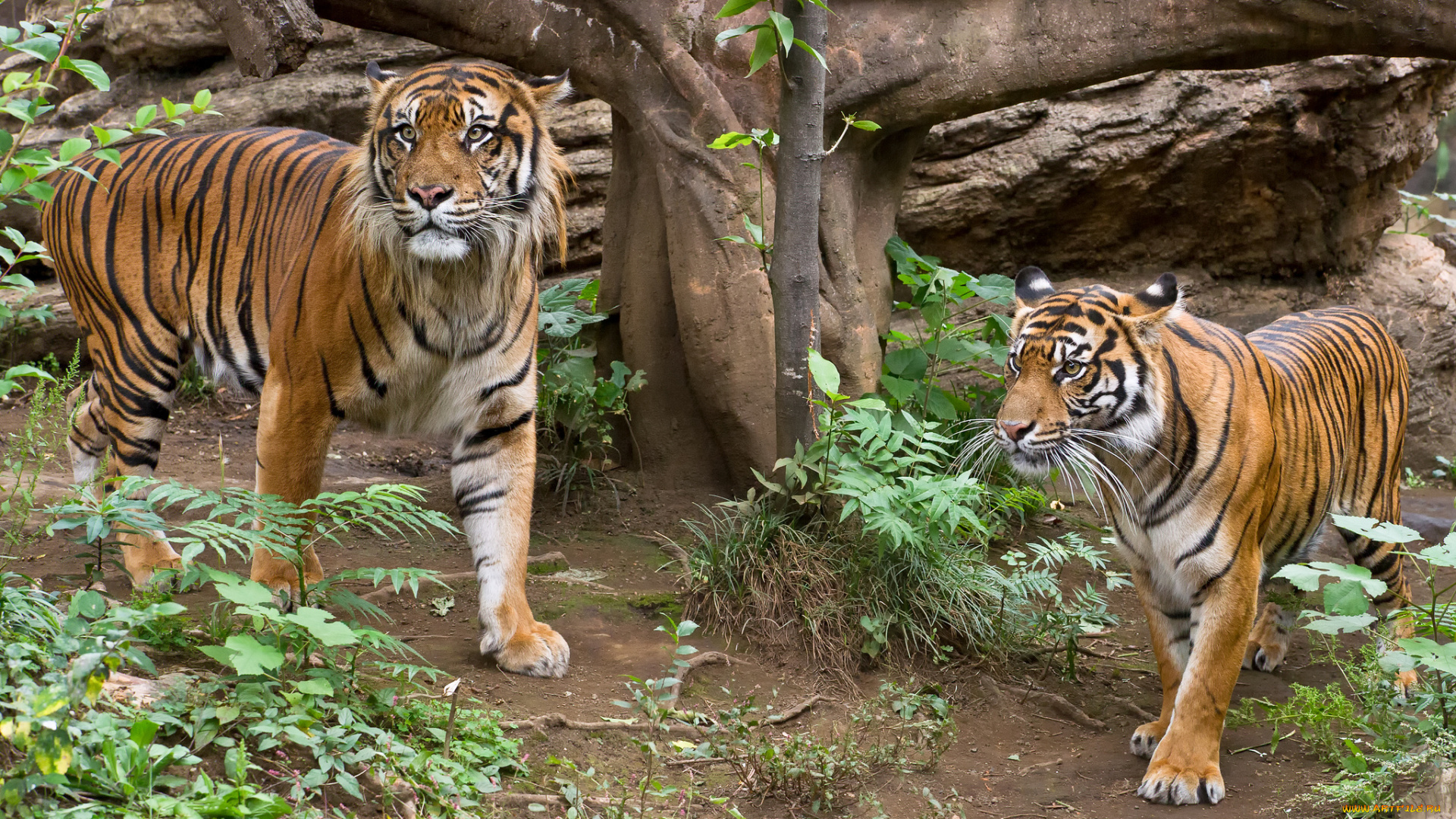 животные, тигры, тигр, трава, пара, кошка, суматранский