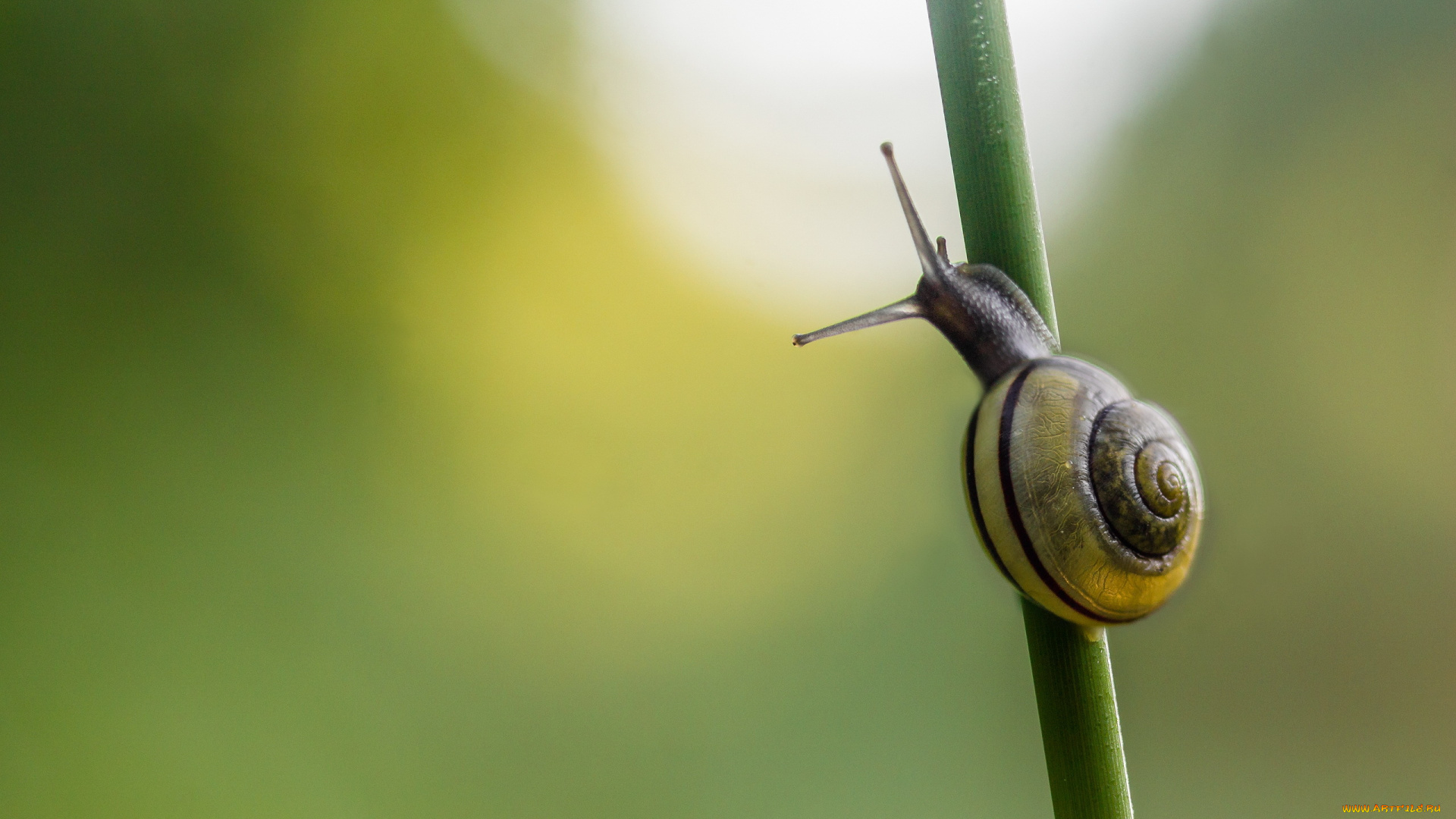 животные, улитки, улитка, фон, травинка