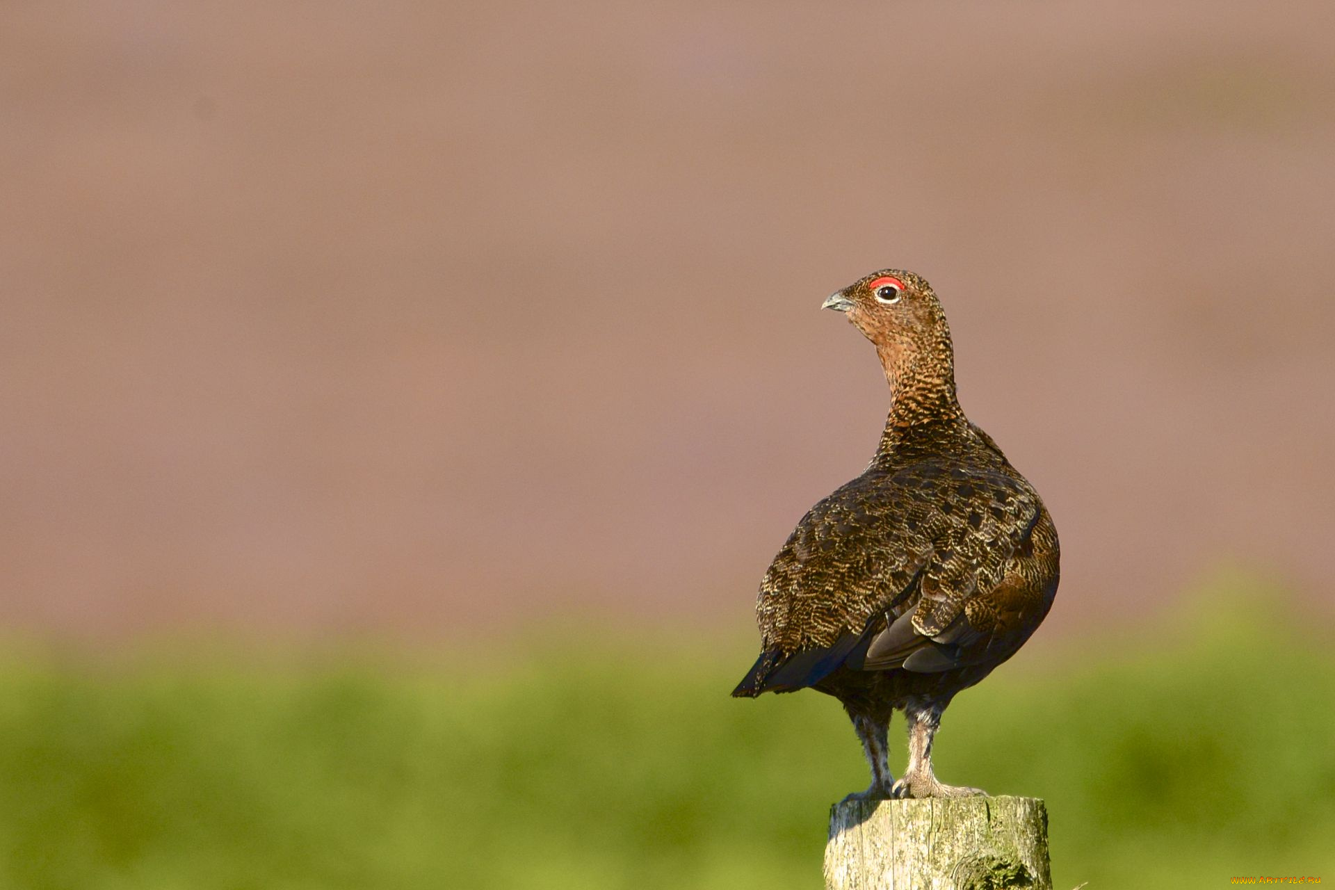 животные, птицы, птица, взгляд, фон